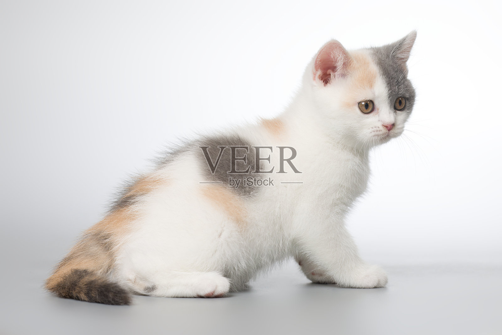 漂亮的斑点小猫在灰色背景的摄影棚中摆姿势和玩游戏照片摄影图片