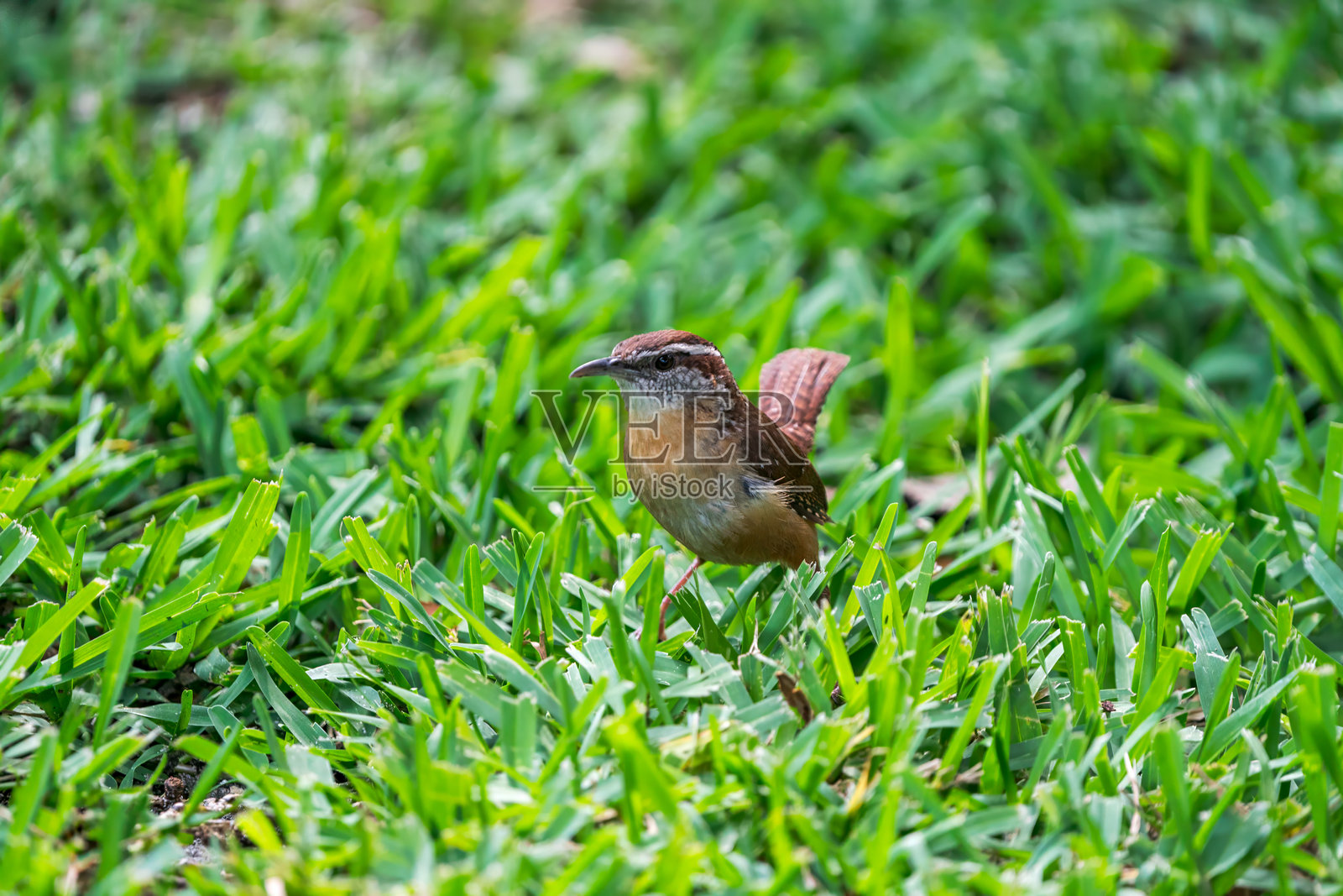 卡罗来纳鹪鹩 (Thryothorus ludovicianus)照片摄影图片