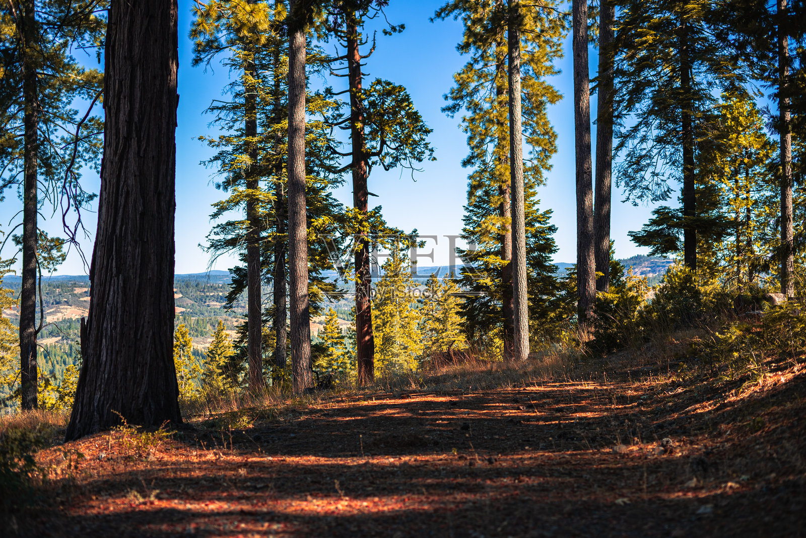 森林中的树木照片摄影图片