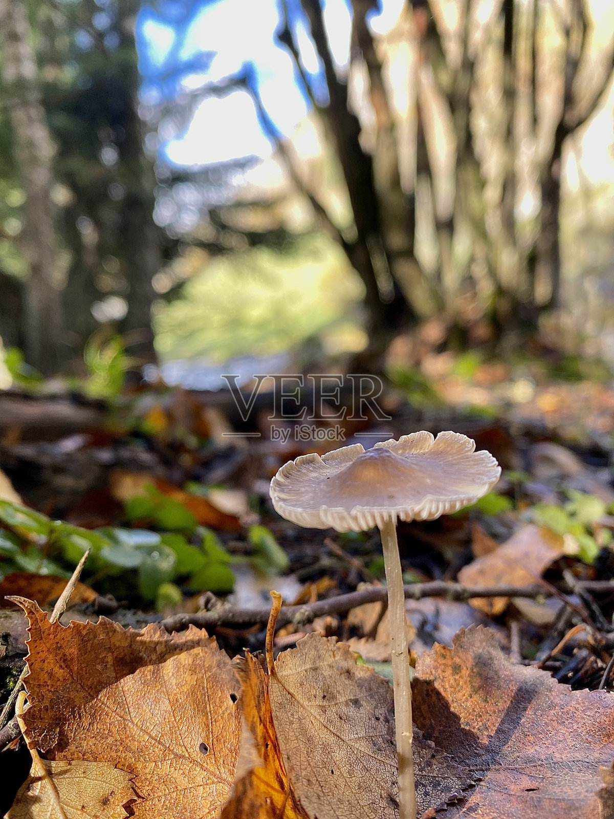 森林中蘑菇的特写镜头照片摄影图片