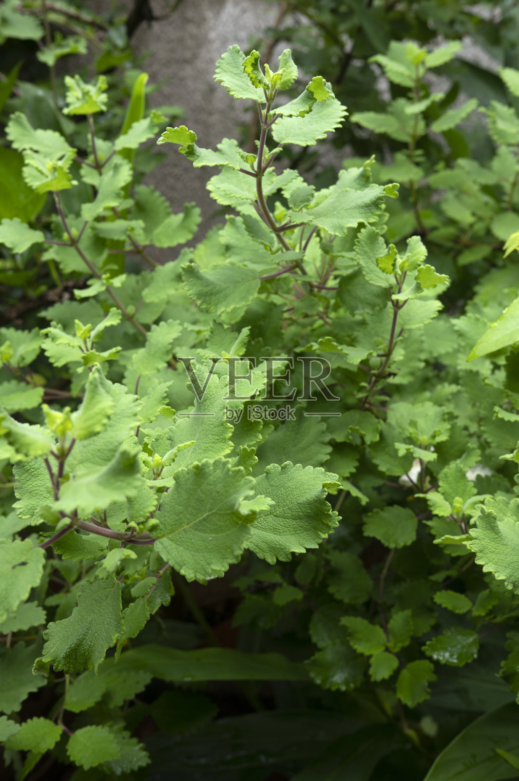 没药是一种药用植物,属于没药树属(Commiphora myrrha),也被称为阿拉伯没药。照片摄影图片