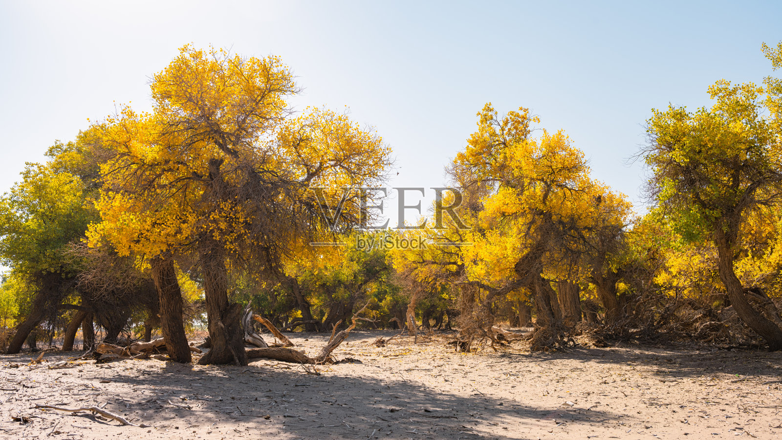 内蒙古额济纳胡杨林的四道桥风景照片摄影图片