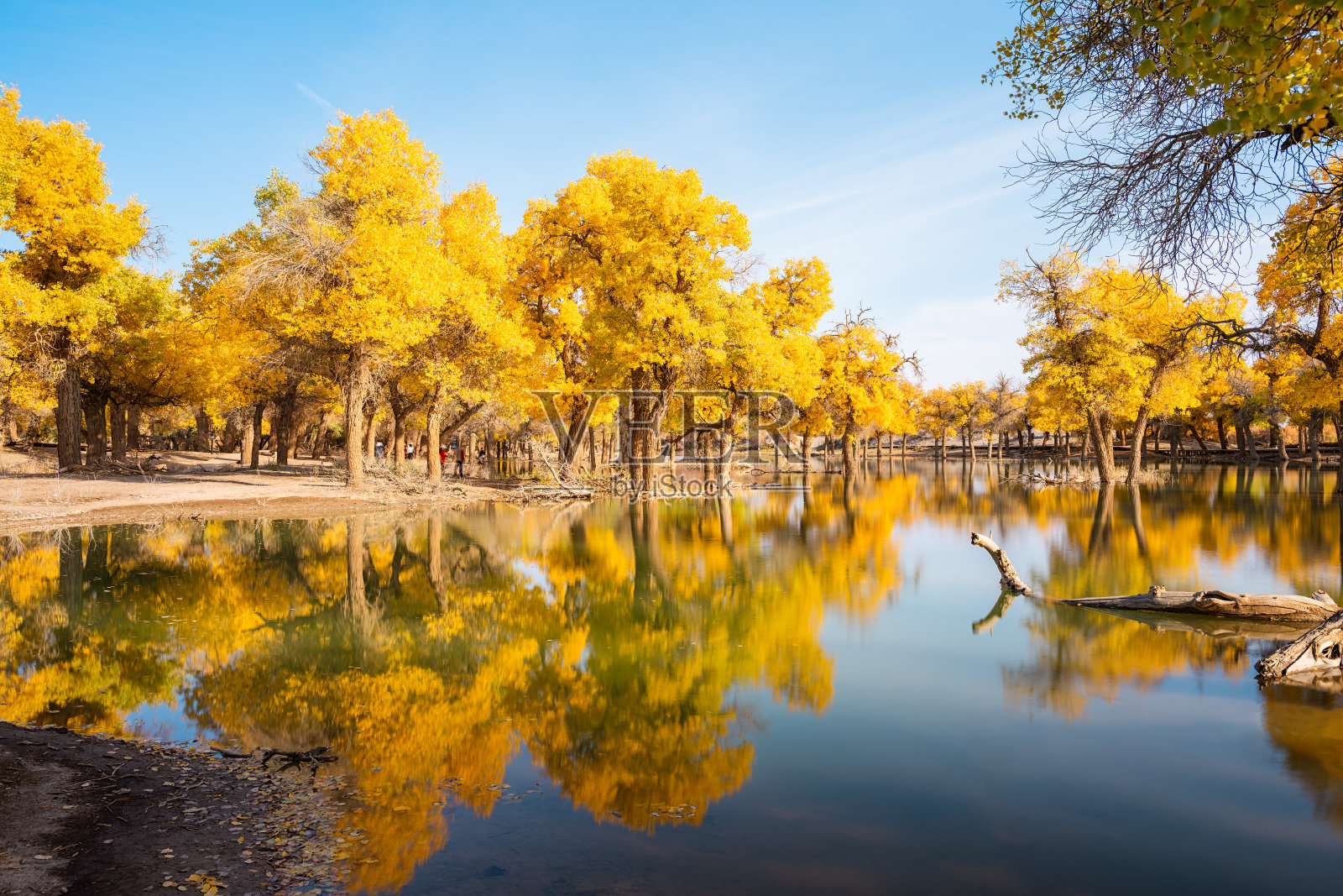 中国内蒙古额济纳沙漠胡杨林的风景照片摄影图片