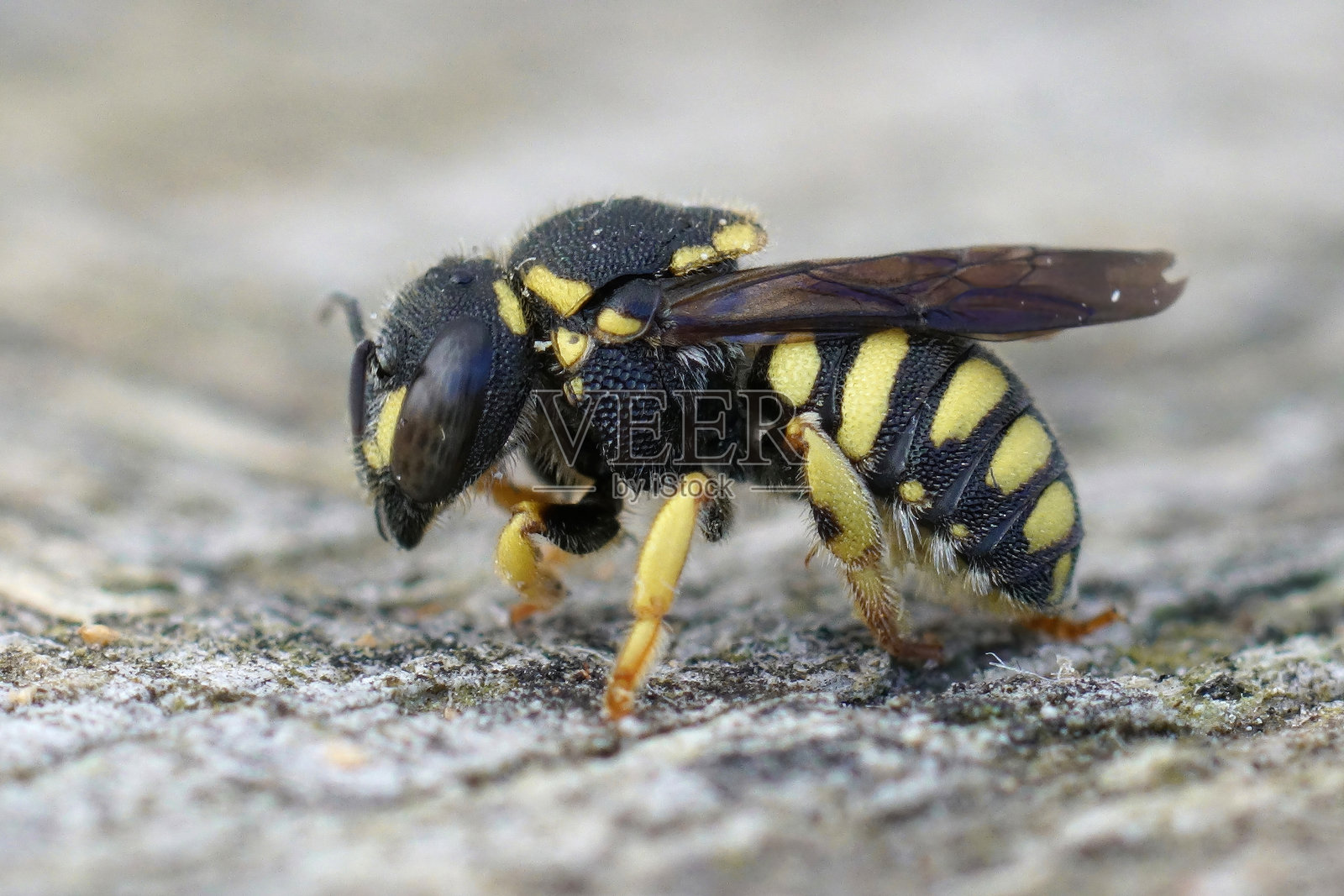 特写一只可爱多彩的小雌性欧洲圆胖树脂蜜蜂,Anthidiellum strigatum,栖息在石头上照片摄影图片