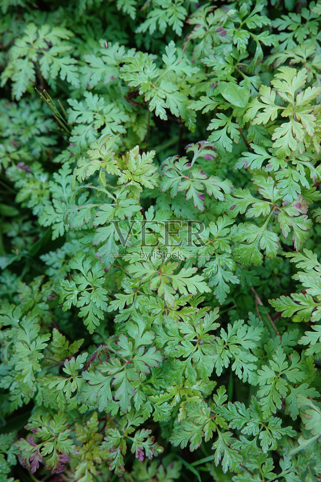 浓密绿色的草本植物罗伯特草(Geranium robertianum)特写照片摄影图片