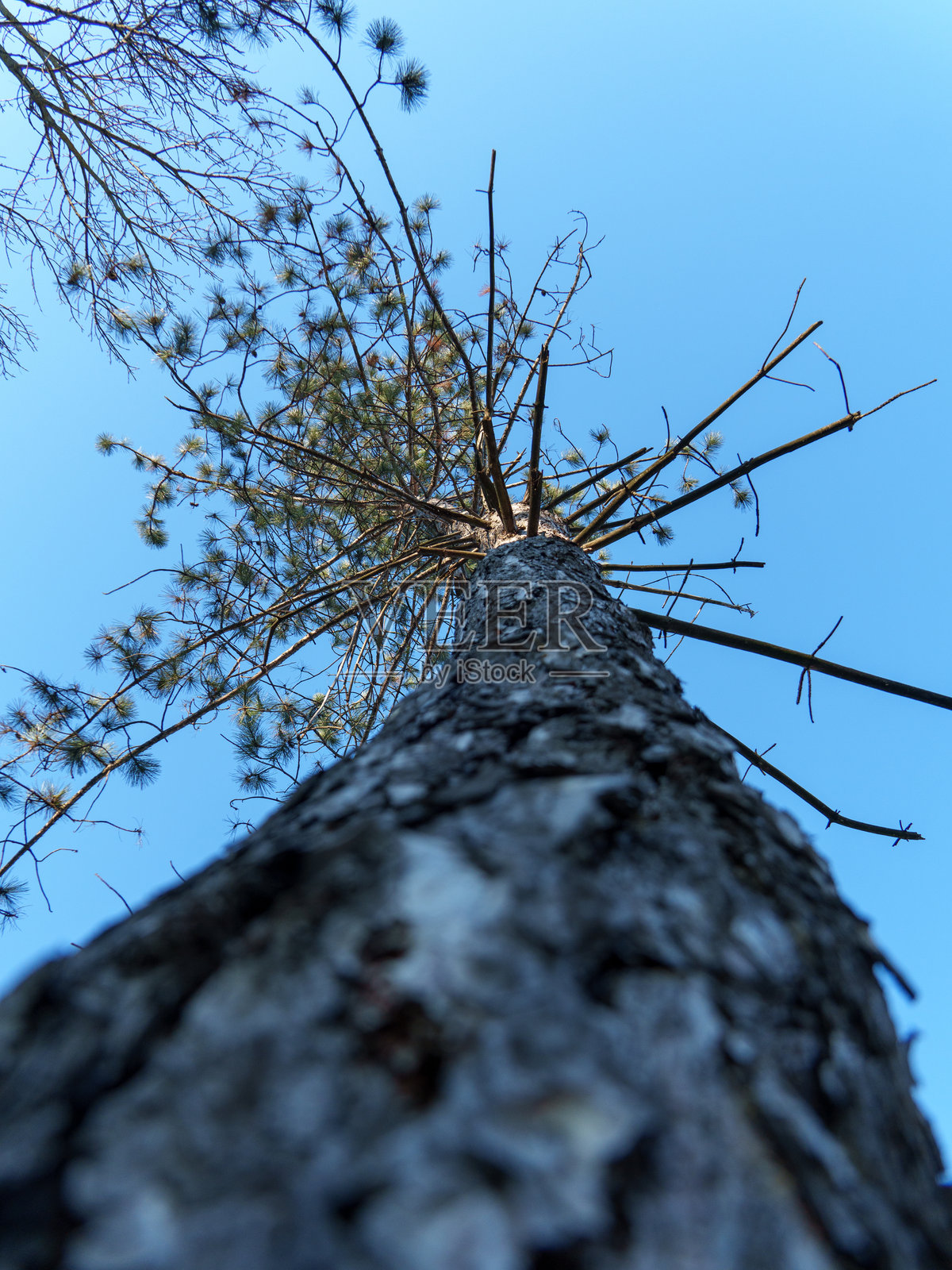 高大的树木向明亮的蓝天延伸的透视图照片摄影图片
