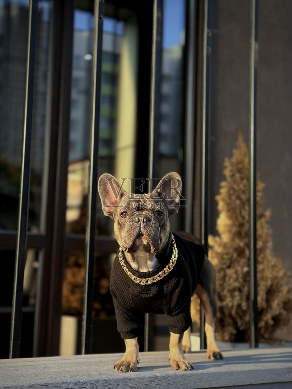 一只小法斗骄傲地站在阳台上,穿着时尚的服装和闪亮的链子,享受着温暖的金色夕阳光。照片摄影图片