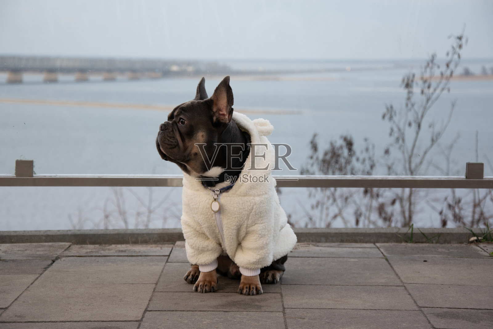 一只穿着柔软白色外套的宠物狗坐在河边,享受着日落时分宁静的氛围。照片摄影图片