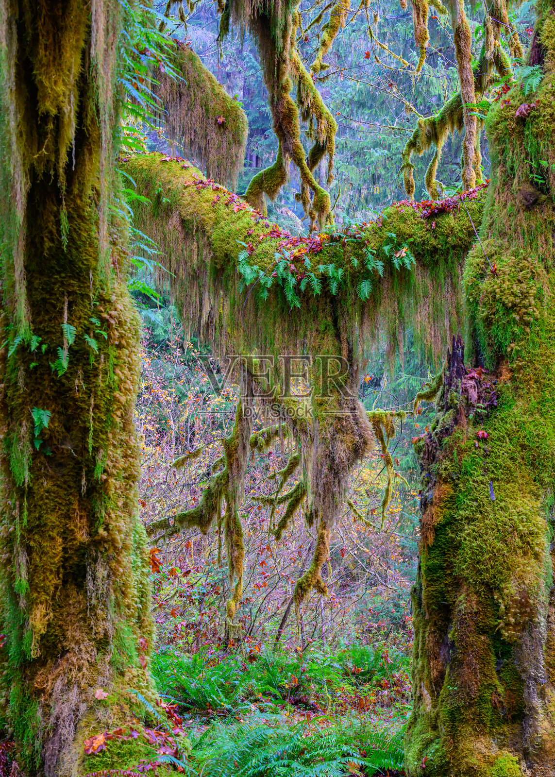秋天的苔藓覆盖树木照片摄影图片