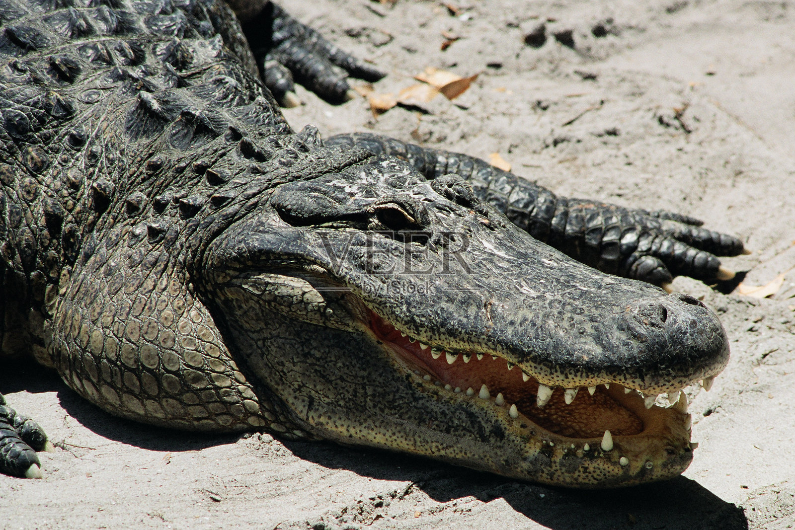 鳄鱼享受佛罗里达的阳光照片摄影图片