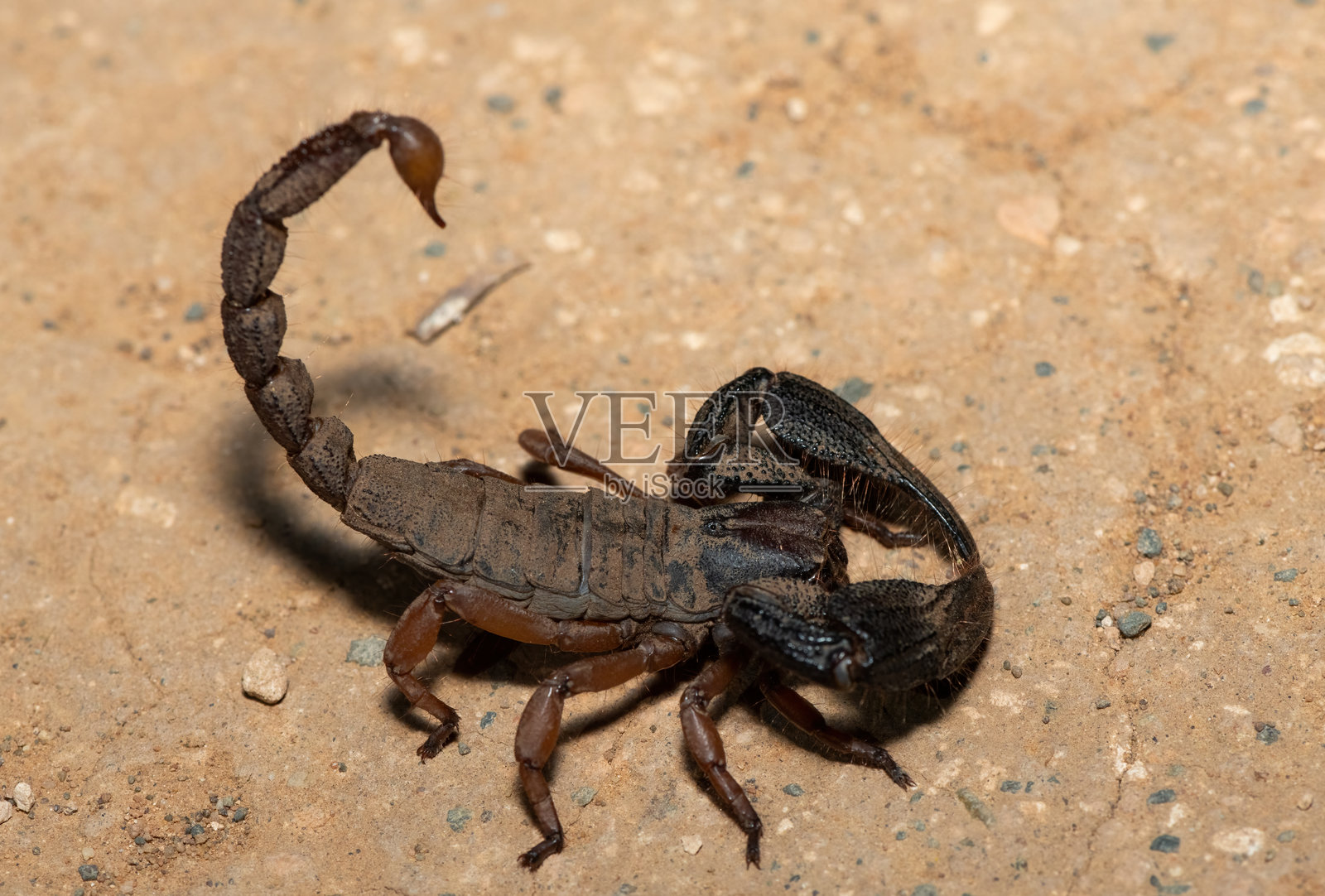 侧爪埋地蝎(Opistophthalmus latimanus)照片摄影图片