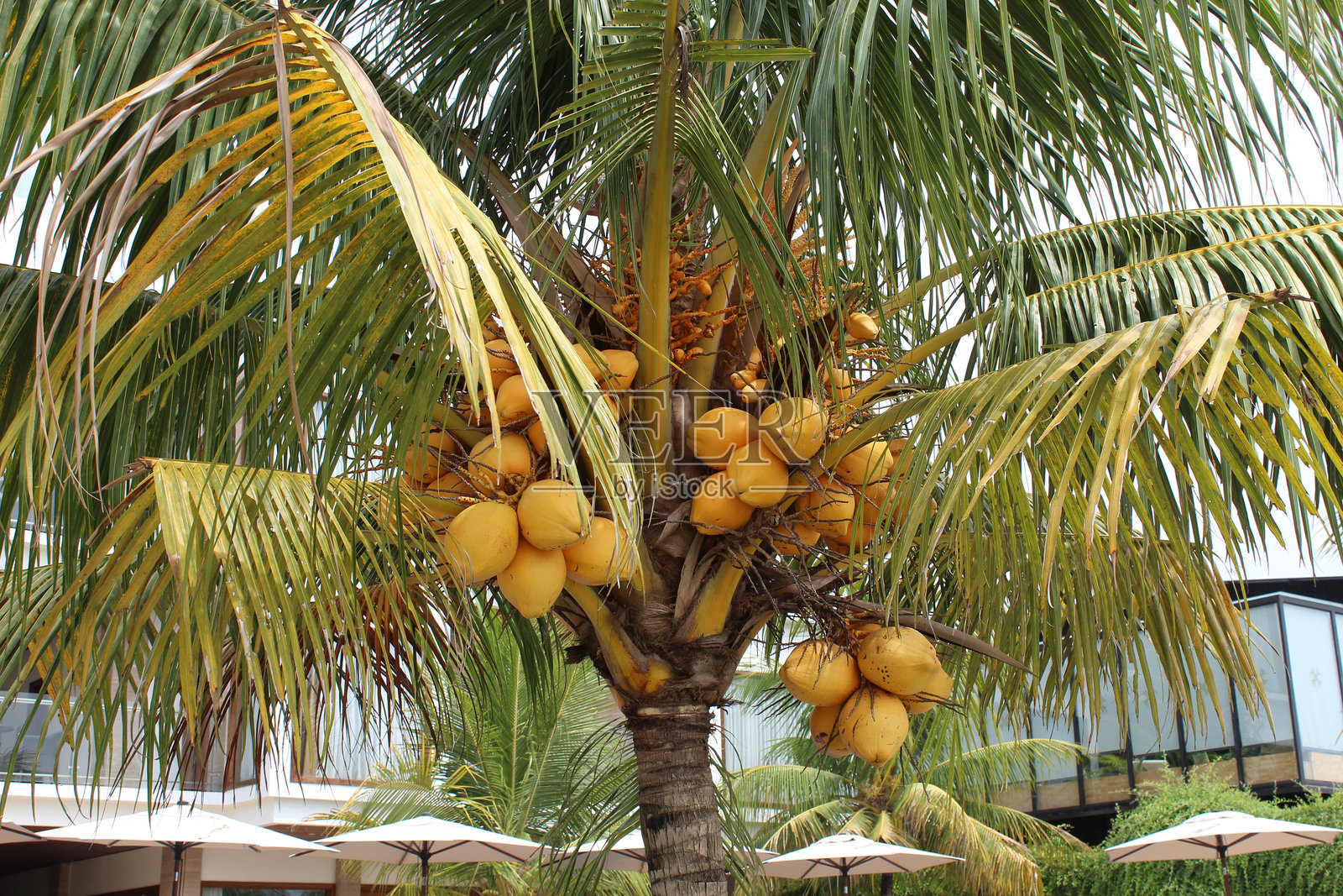 马来西亚黄矮椰子树,结果的树照片摄影图片