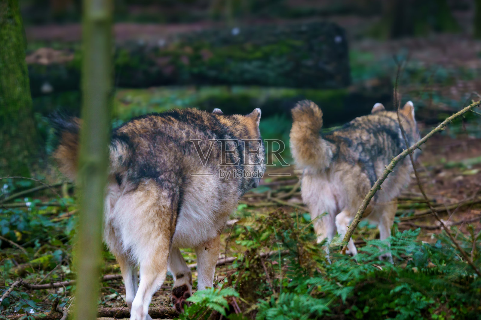 两只狼(Canis lupus)在森林中奔跑。森林景观,树木。照片摄影图片