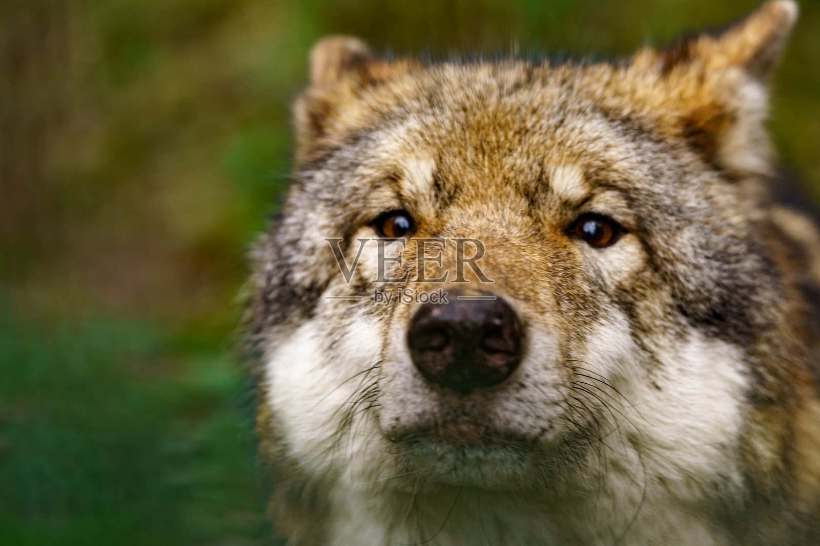 灰狼(Canis lupus)的肖像照片摄影图片