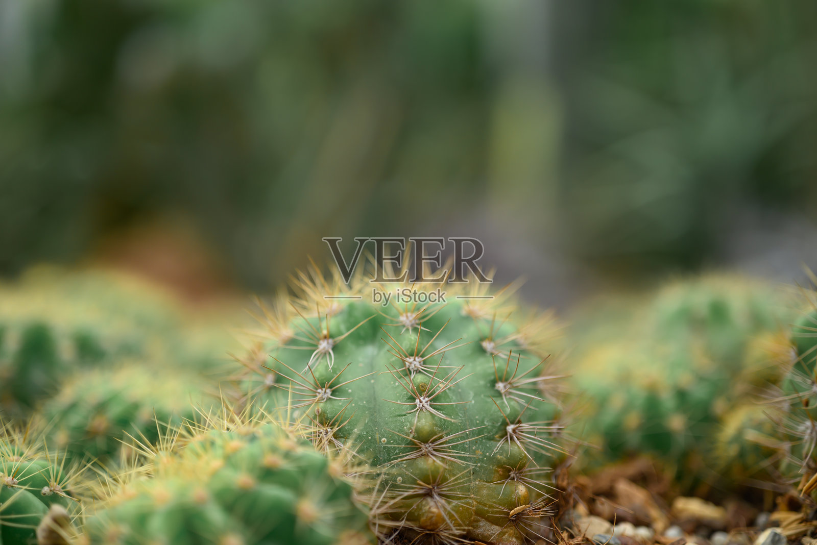 仙人掌植物,沙漠和多肉植物装饰在家中和花园中照片摄影图片