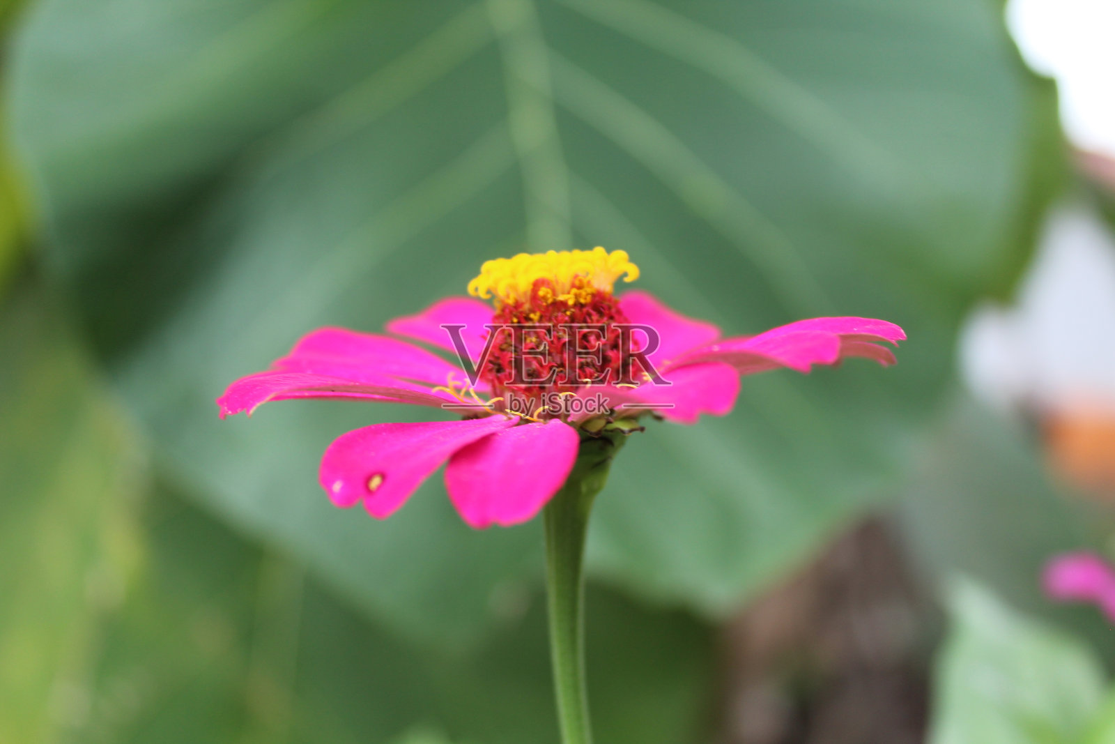 紫色百日草花与绿色叶子相映成趣照片摄影图片