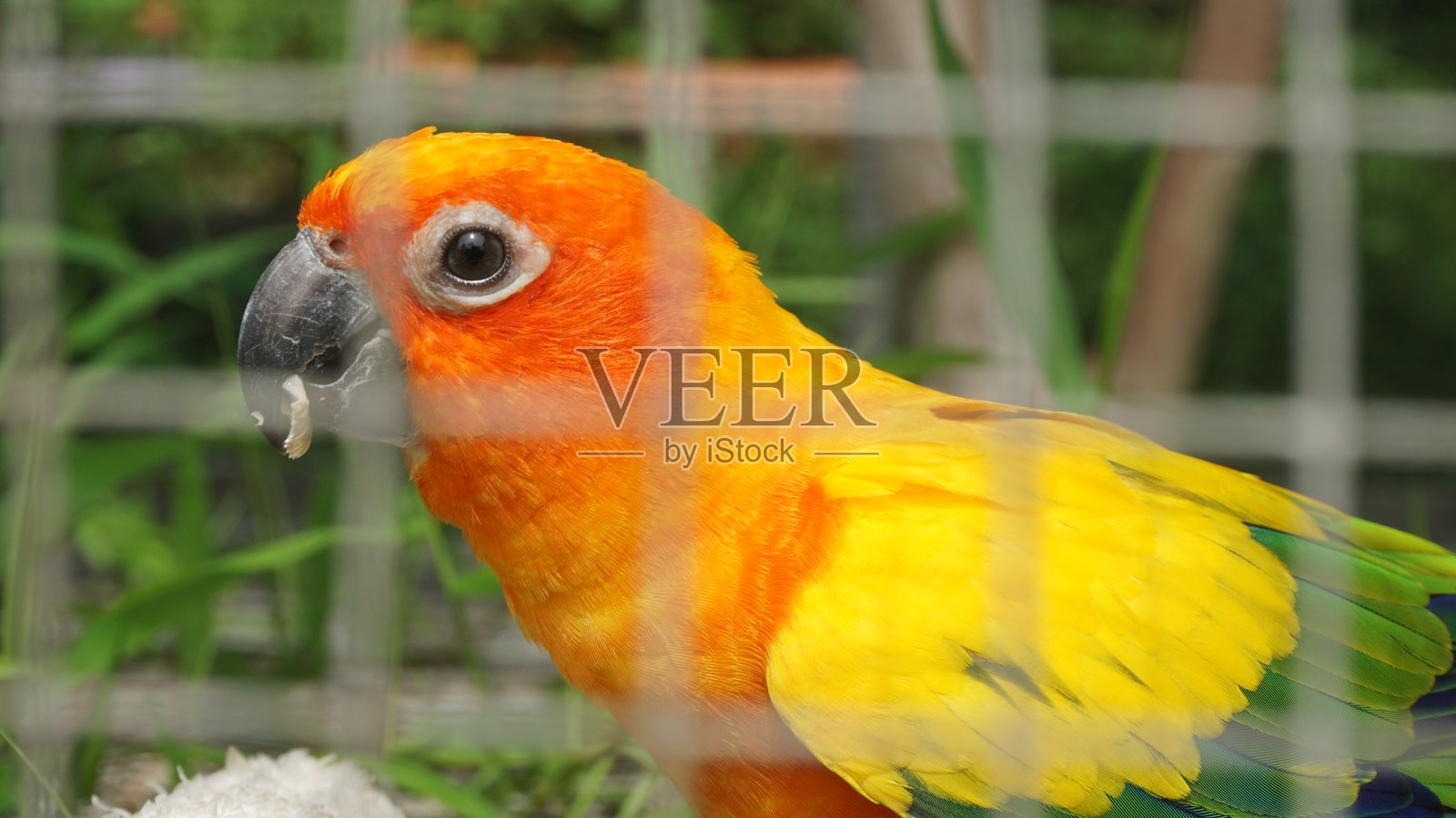 鸟笼里的爱情鸟照片摄影图片