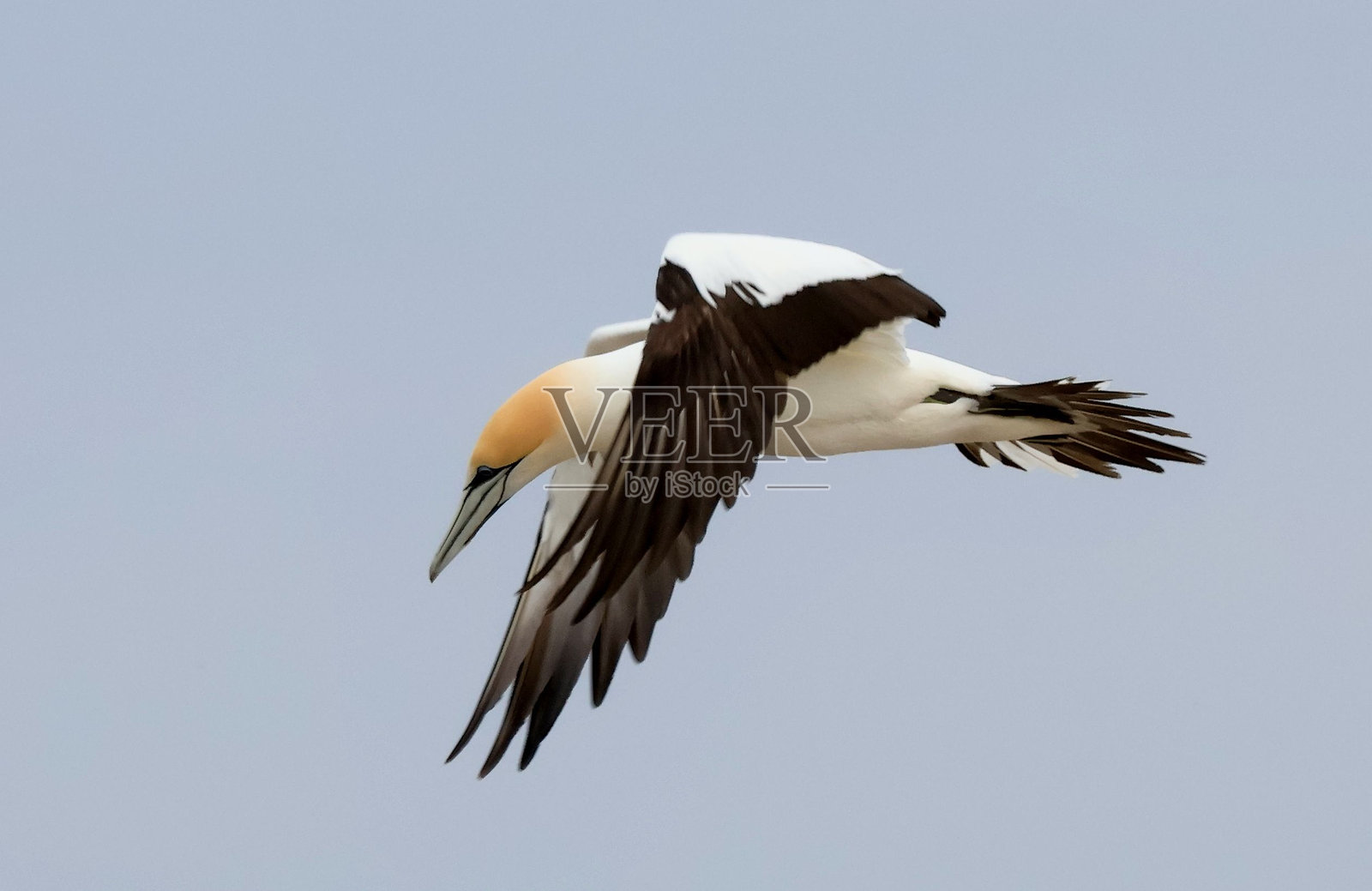 北方鸬鹚在蓝天中飞翔。照片摄影图片