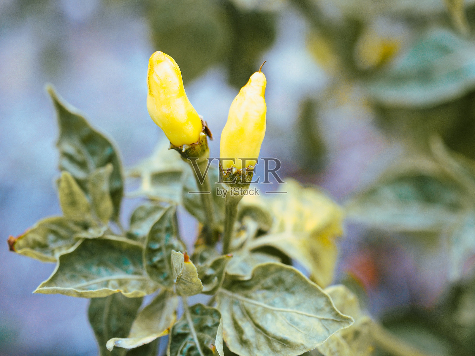 辣椒树照片摄影图片