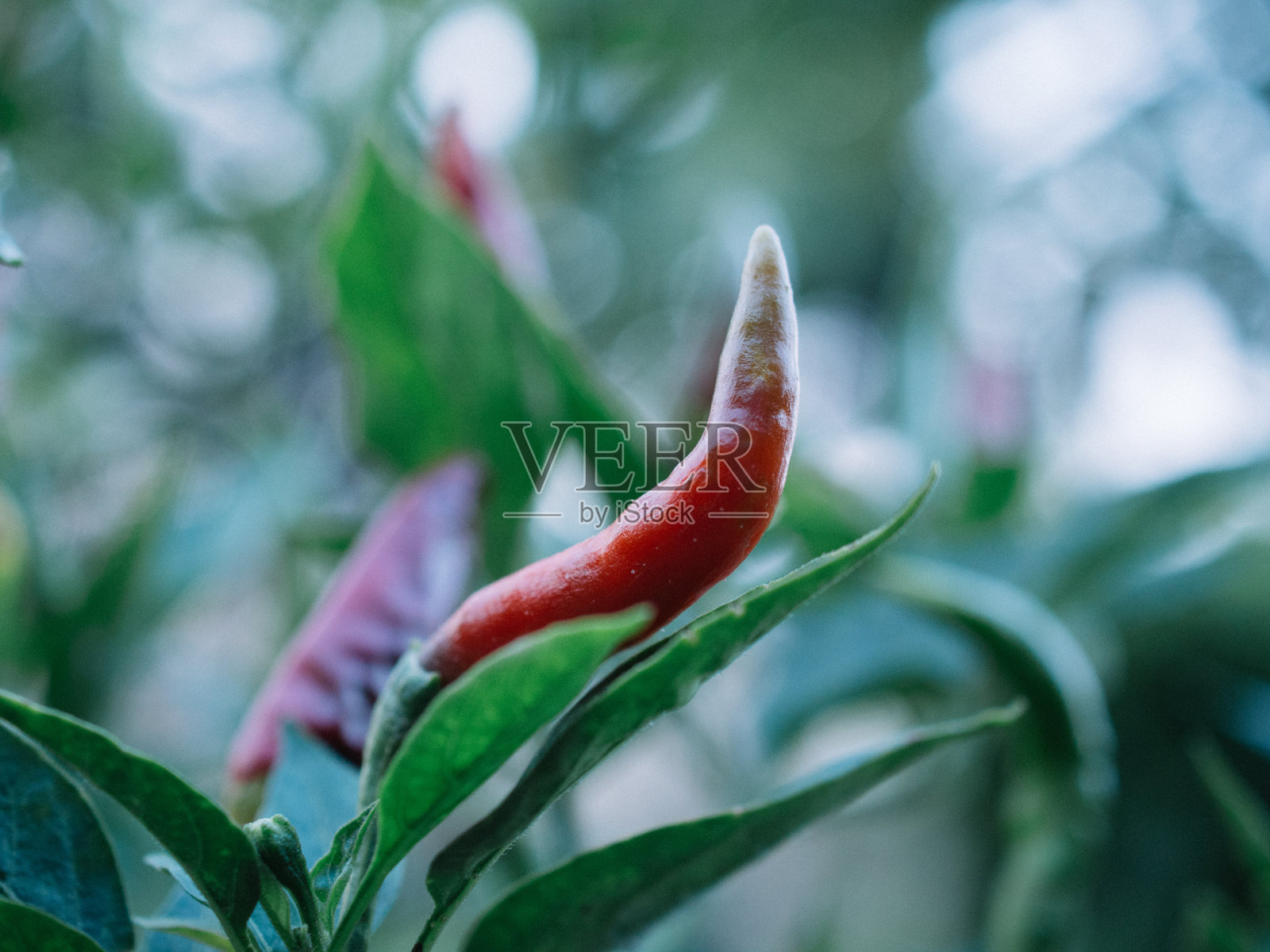 辣椒树照片摄影图片