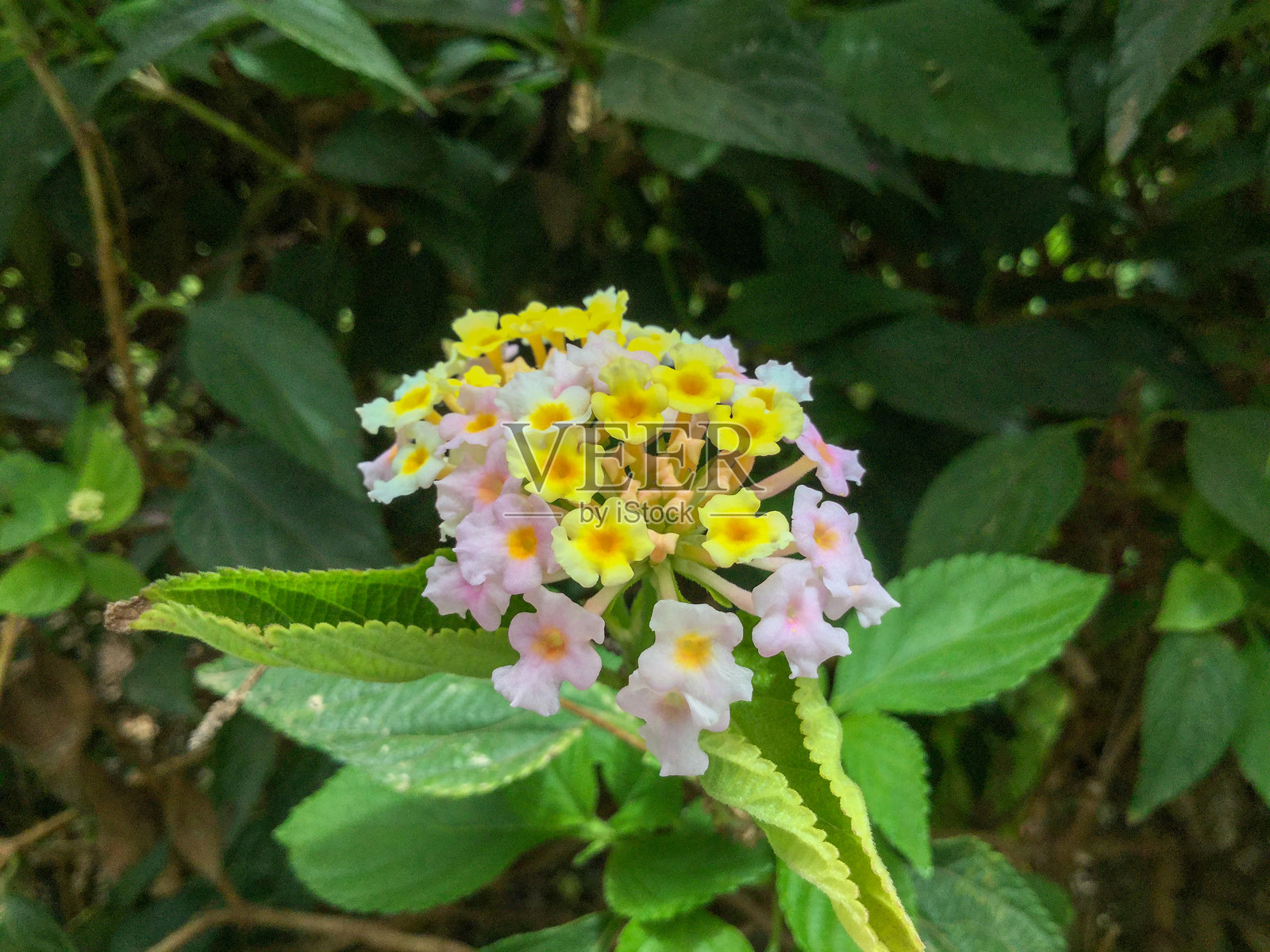 鲜艳的花朵簇拥在郁郁葱葱的环境中照片摄影图片