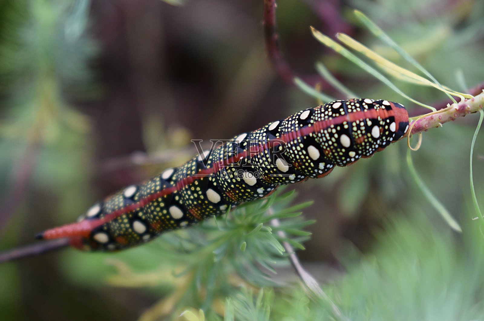 叶状大葱蛾幼虫(Hyles euphorbiae)(法语:Sphinx de l'Euphorbe)照片摄影图片