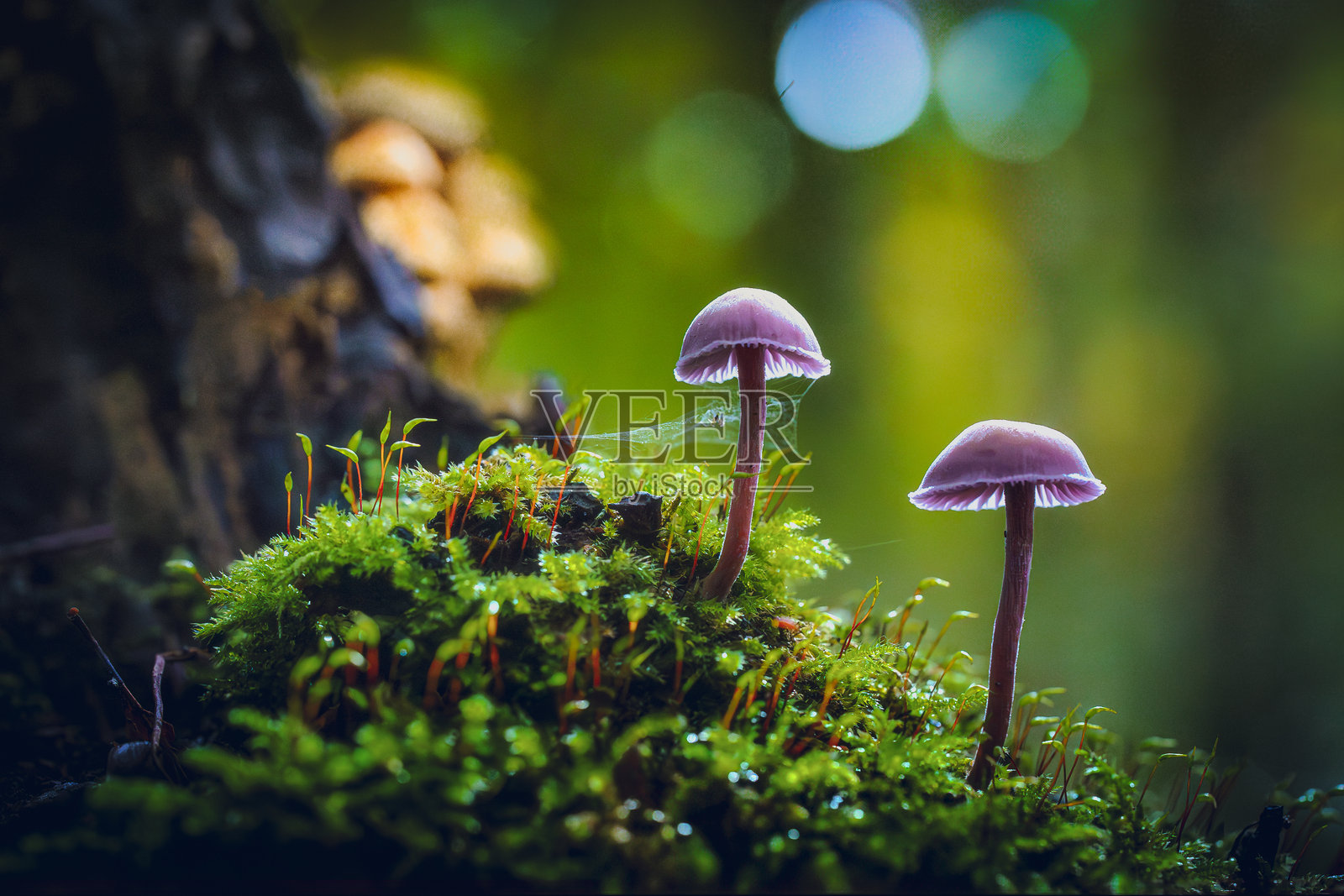 神奇的红甘蓝真菌在阳光明媚、氛围神秘的浓密山毛榉森林中照片摄影图片