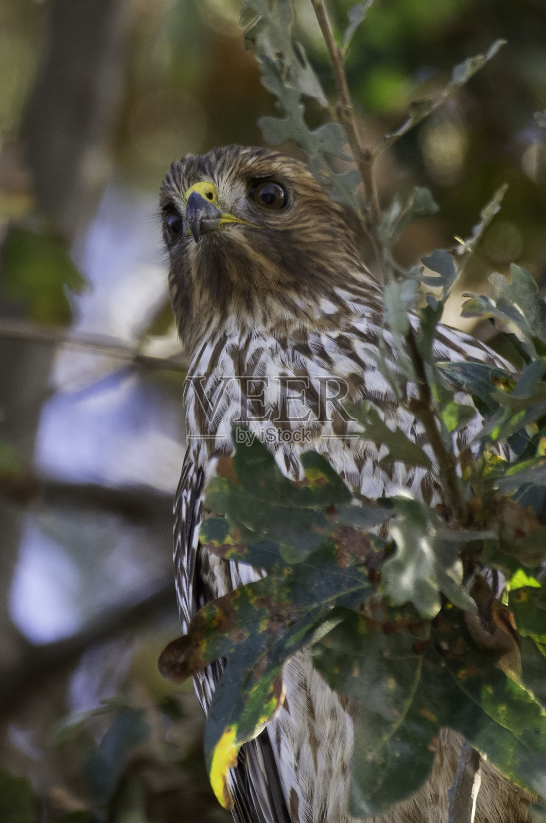 鹰眼照片摄影图片