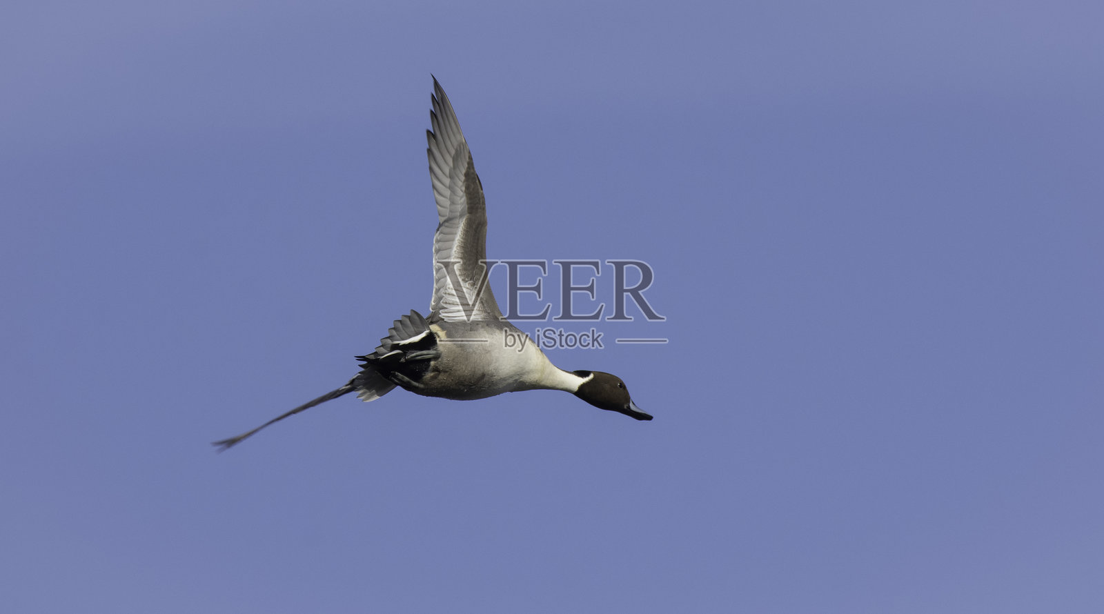 针尾鸭箭照片摄影图片