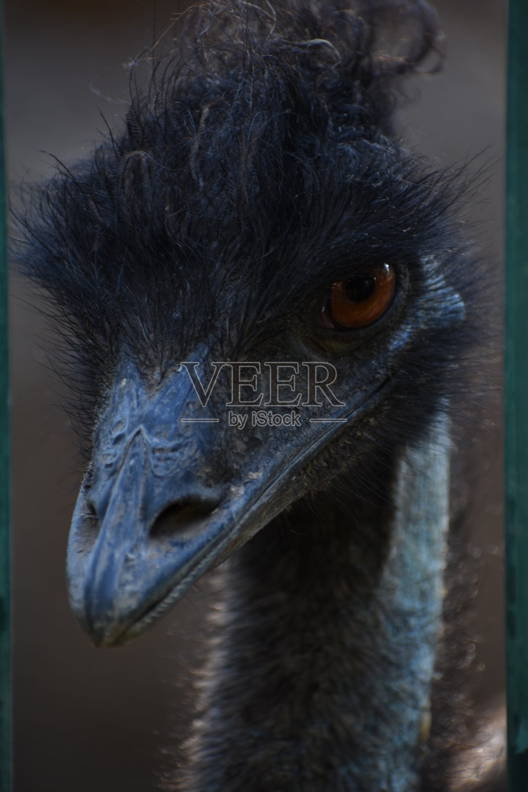 鸸鹋(/ˈiːmjuː/;Dromaius novaehollandiae)是一种特有于澳大利亚的不会飞的鸟类,是该国最高的本土鸟类。它是鸸鹋属(Dromaius)中唯一现存的成员。照片摄影图片