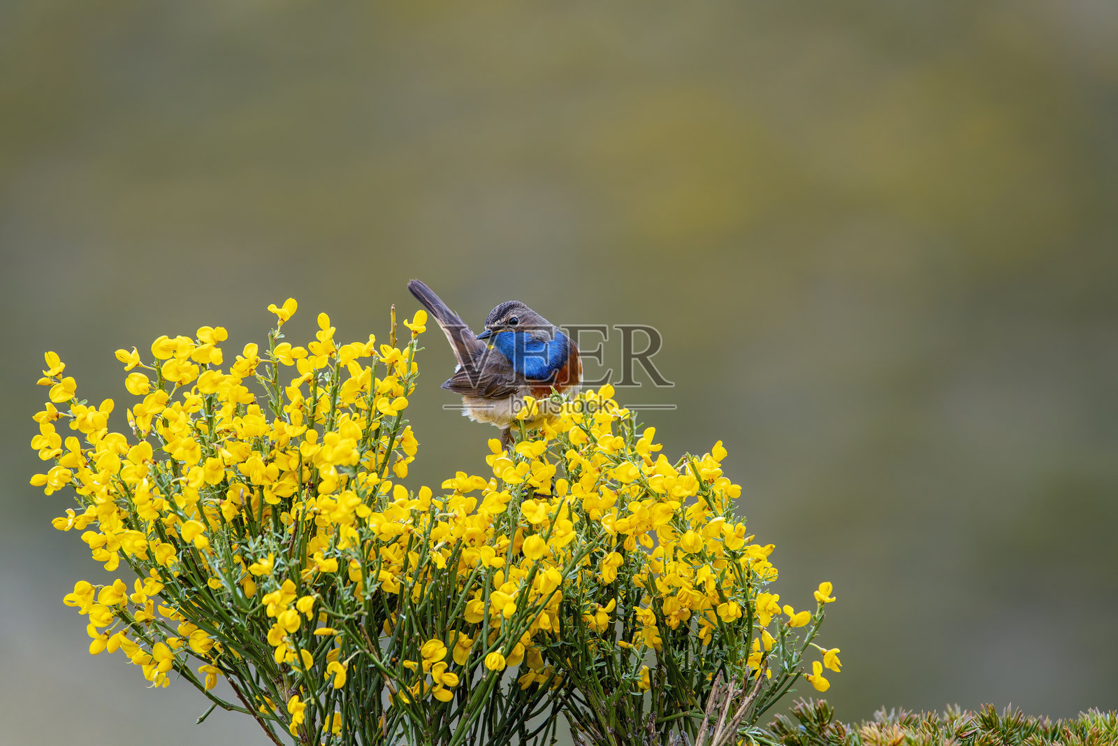 雄性蓝喉歌鸲栖息在荒野上歌唱。照片摄影图片