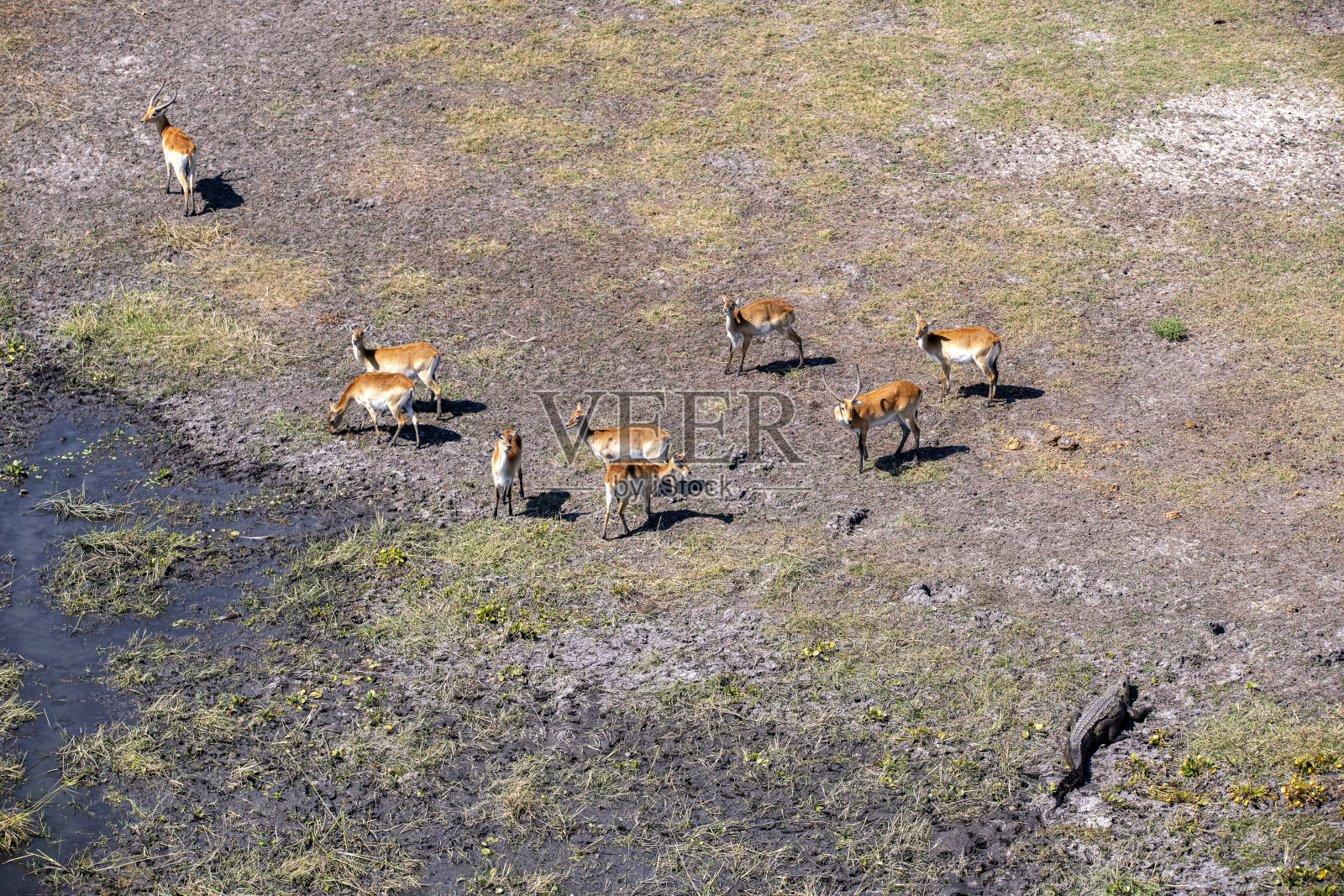 一群莱茨羚羊(Kobus leche)在非洲博茨瓦纳警惕着鳄鱼。照片摄影图片