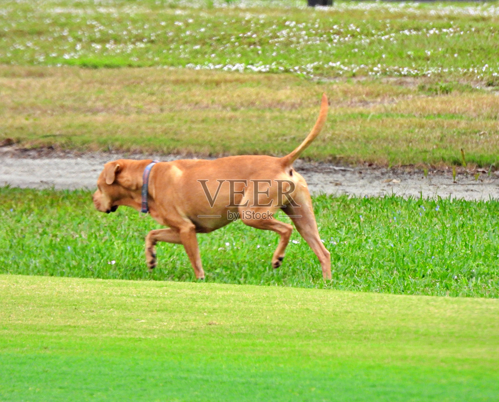 高尾巴的拳师犬和查尔犬混合犬在田野中散步照片摄影图片