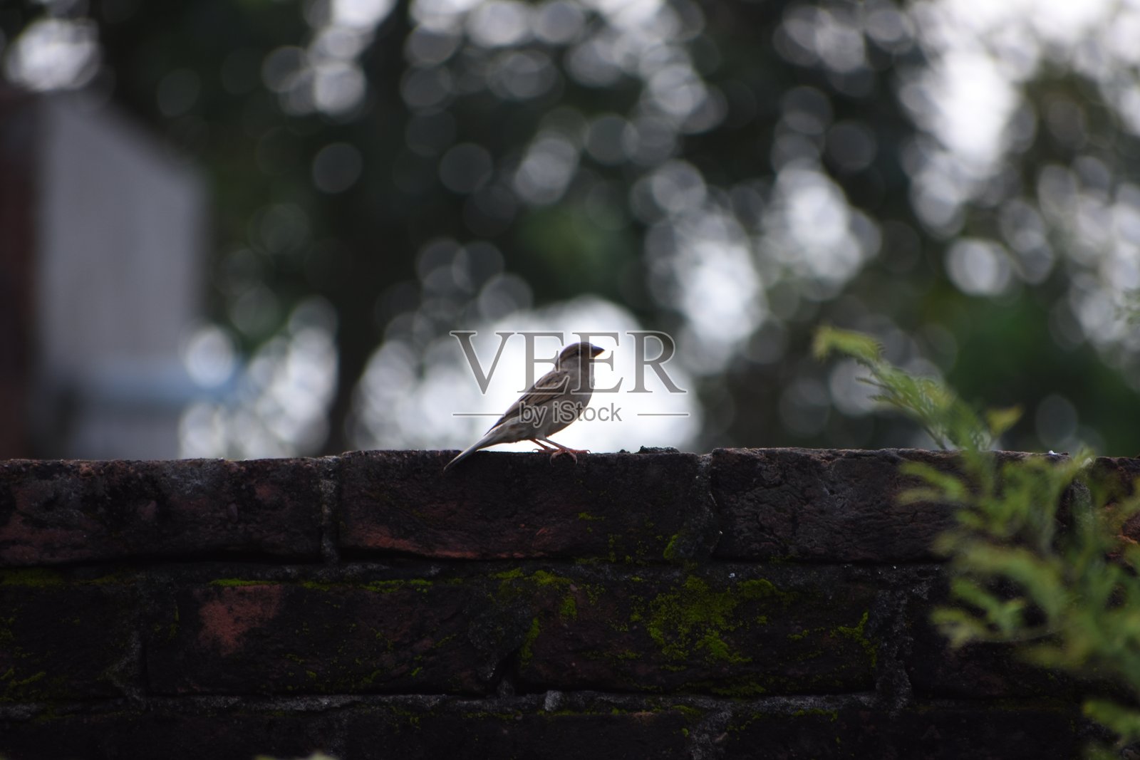 家麻雀(Passer domesticus)是麻雀科(Passeridae)的一种鸟类,分布于世界大部分地区。照片摄影图片