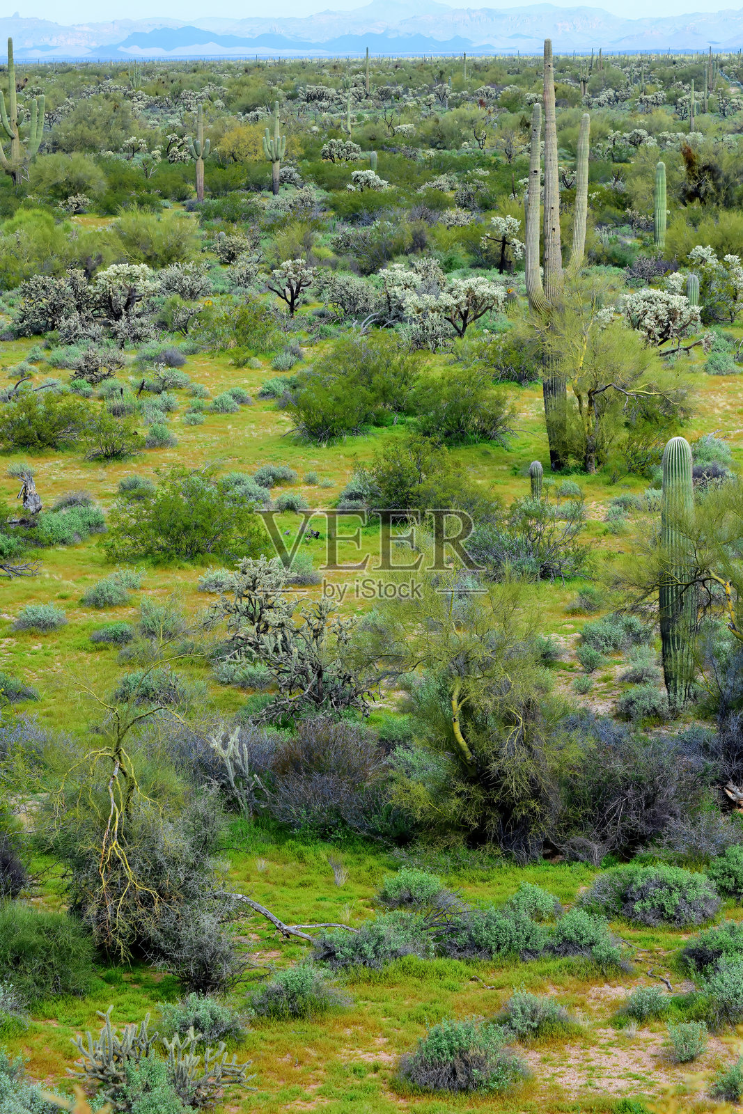 亚利桑那州中央索诺拉沙漠照片摄影图片