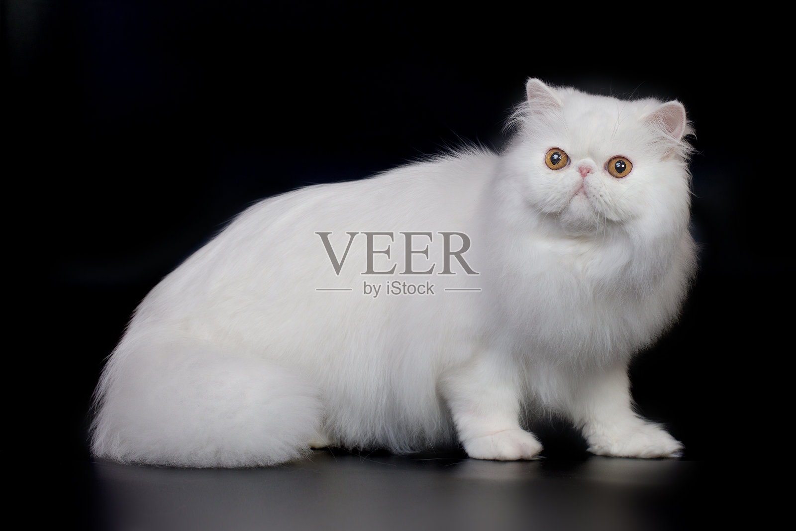 孤立在黑色背景下的雄性波斯猫肖像,拍摄于摄影棚照片摄影图片