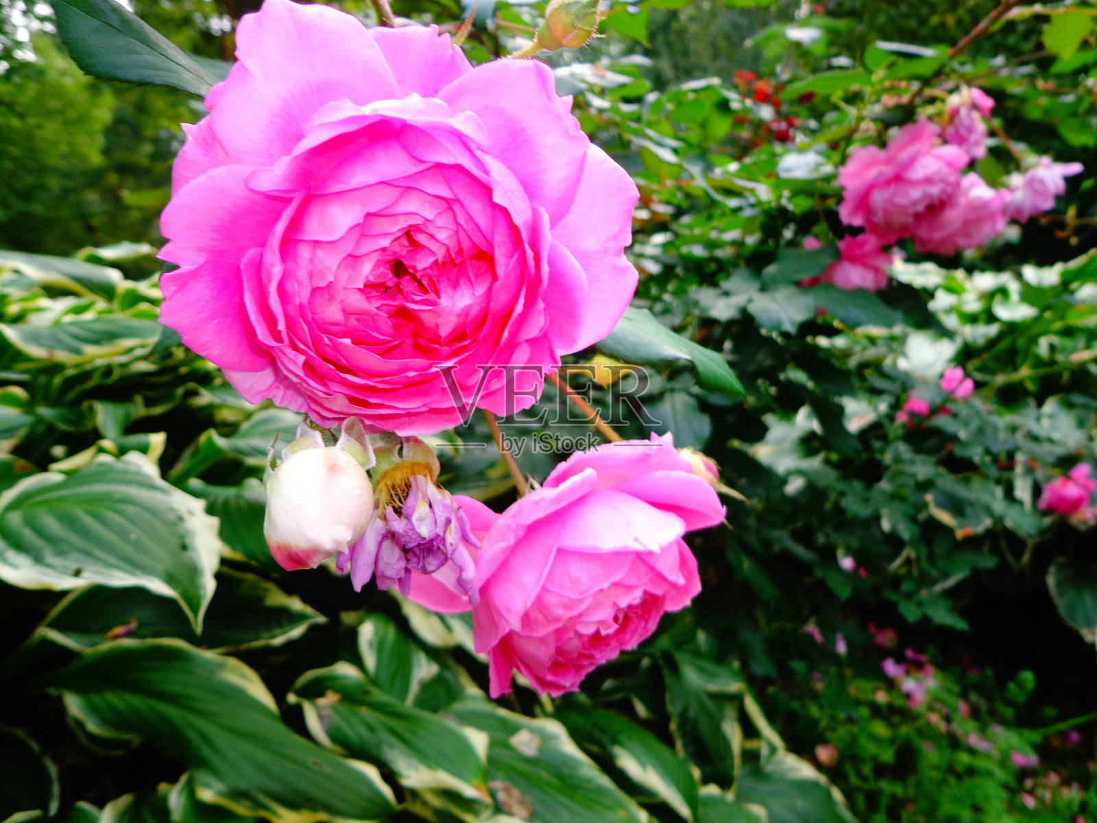 玫瑰照片摄影图片