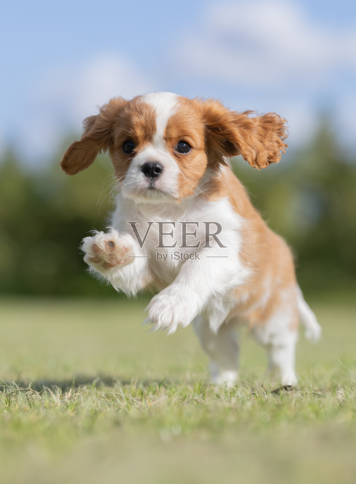 美丽的狗照片摄影图片