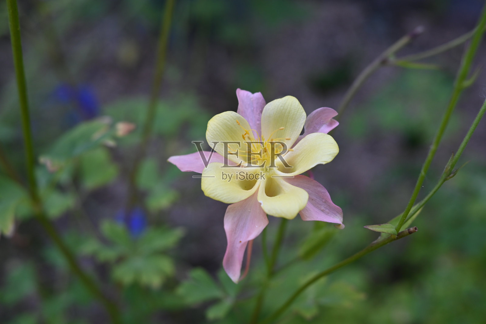 奶奶的帽子花 - 鬼针草 - 麦卡纳杂交种 - 形状如帽子的精致花朵照片摄影图片