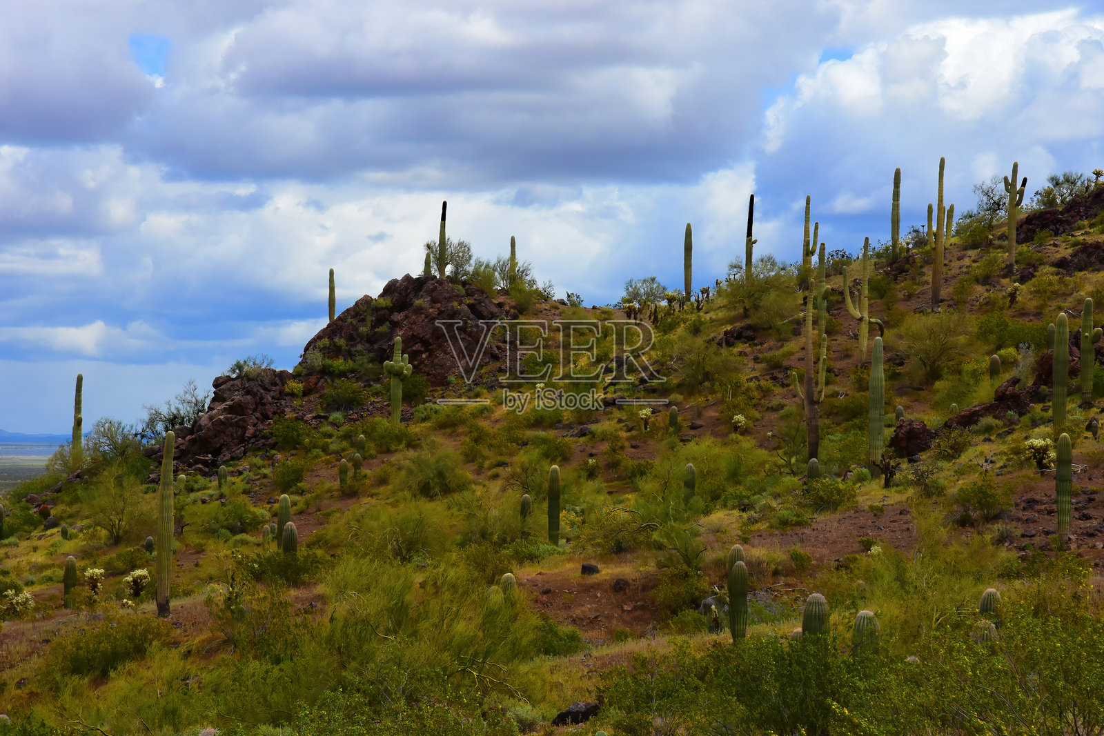 亚利桑那州索诺拉沙漠皮卡乔峰州立公园照片摄影图片