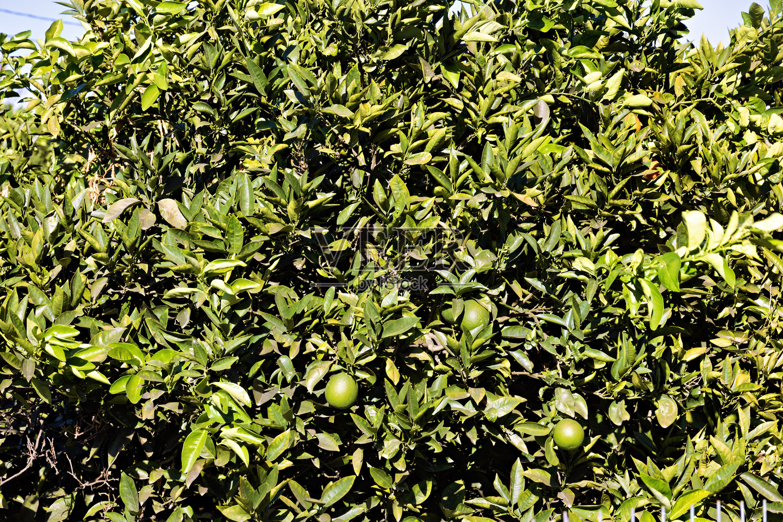 克里特岛的山上种植着柑橘树和水果的农场,夏季景色宜人照片摄影图片