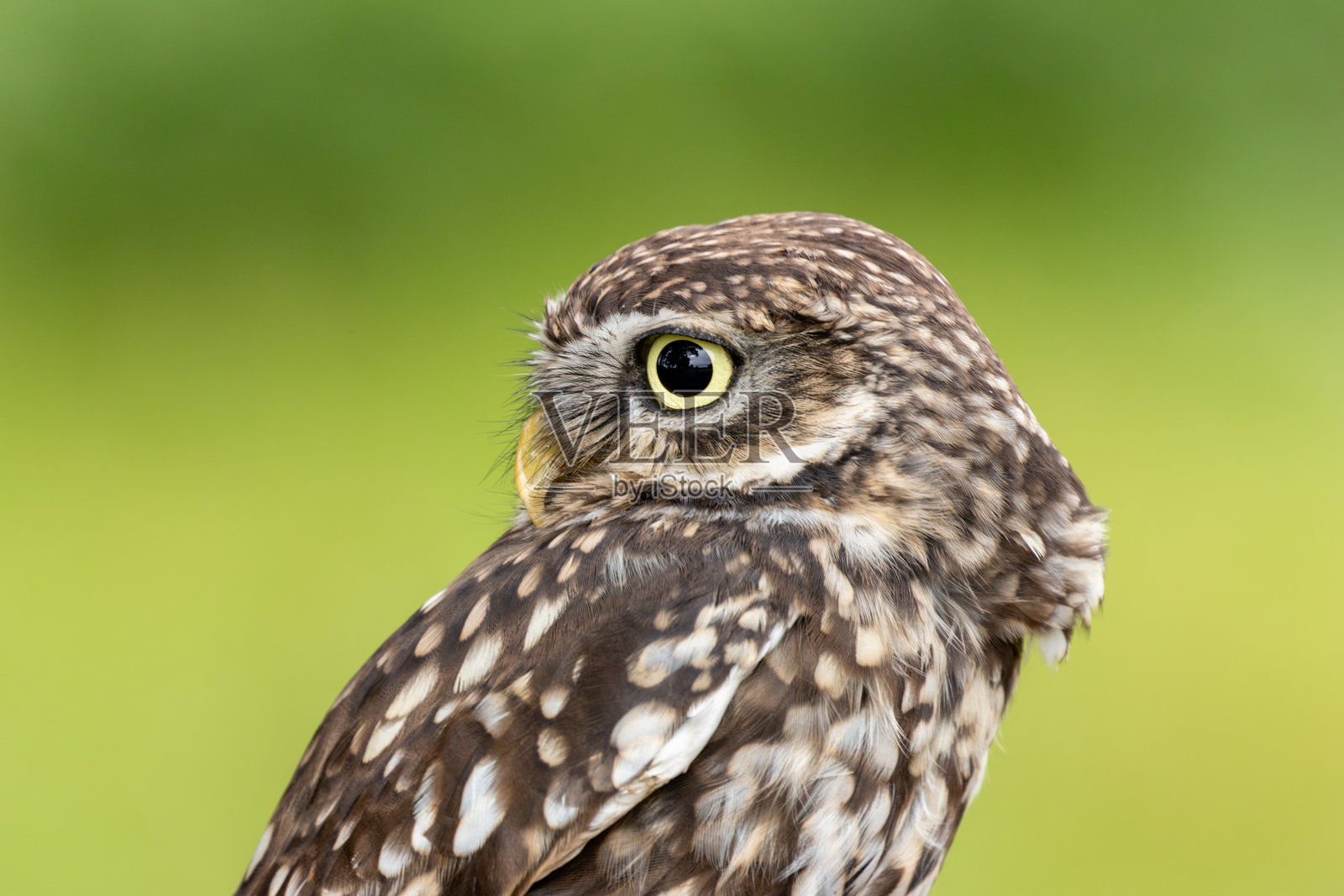 小夜鸮(Athene noctua)- 生活在欧洲、亚洲和北非的开阔乡村中照片摄影图片
