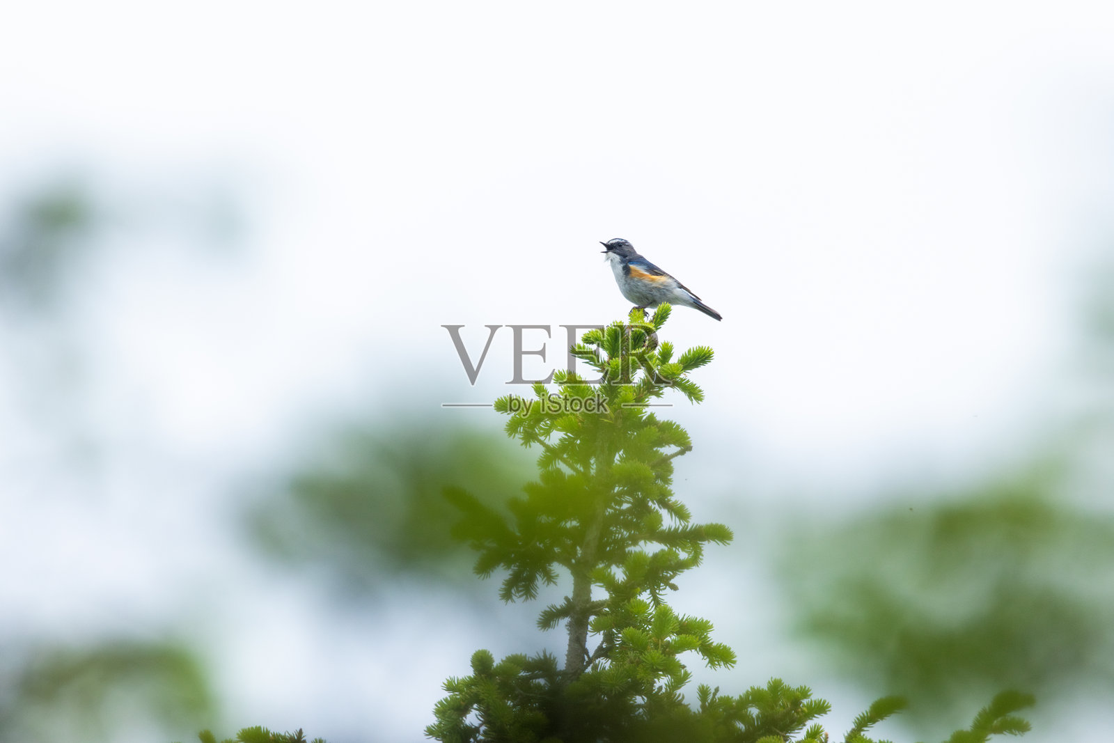 芬兰库萨莫的瓦尔塔瓦拉原始森林中,一只雄性红侧蓝尾鸟在云雾弥漫的夏日里栖息在云杉树顶上歌唱。照片摄影图片