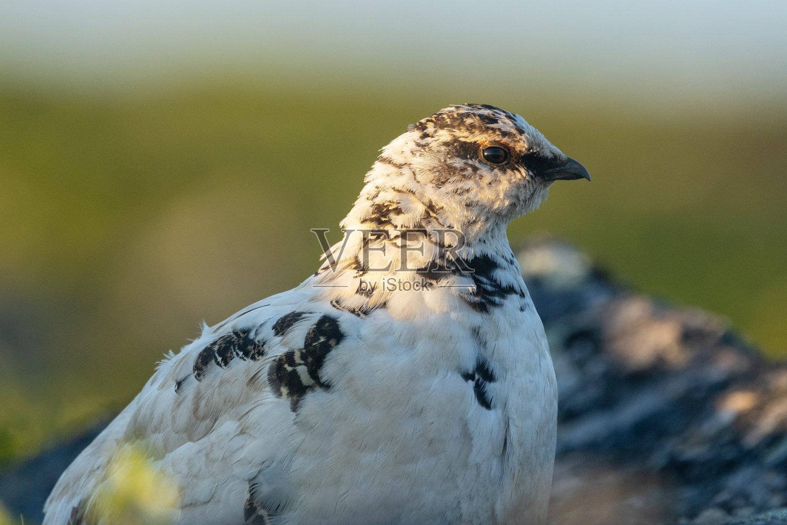芬兰乌尔霍·凯科宁国家公园夏日清晨的岩雷鸟特写肖像照片摄影图片