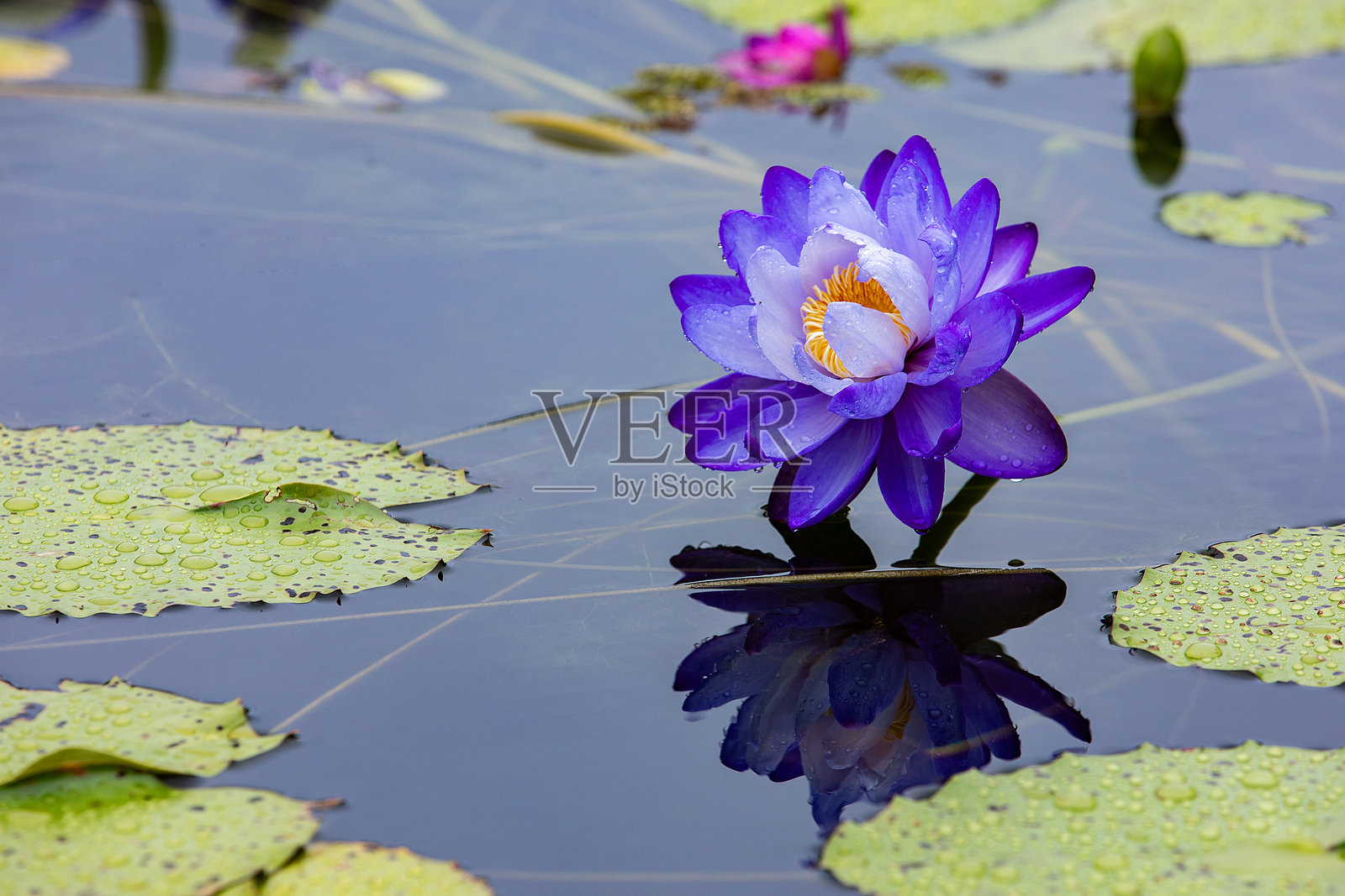 莲花照片摄影图片