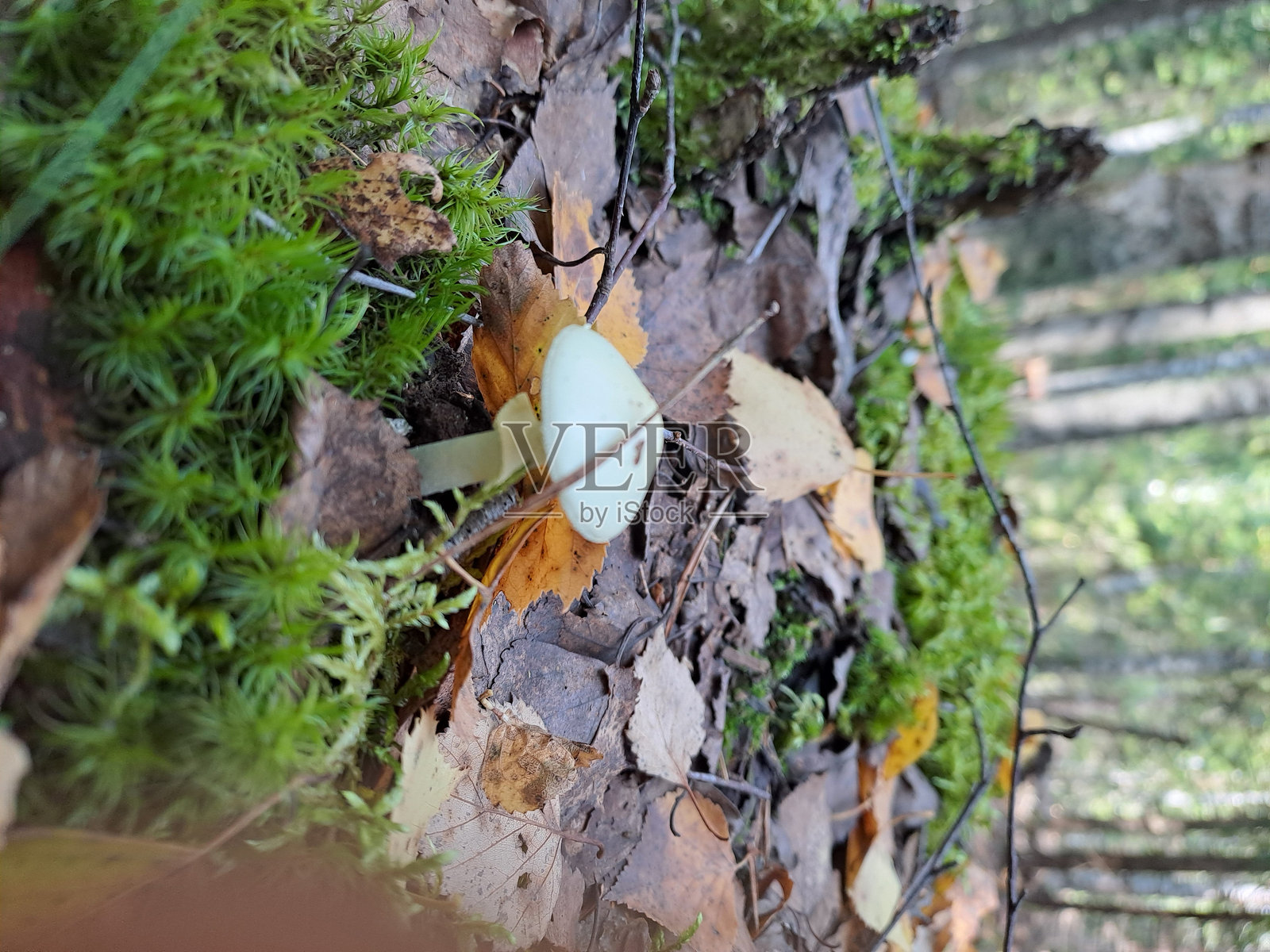 森林,白天,绿色照片摄影图片