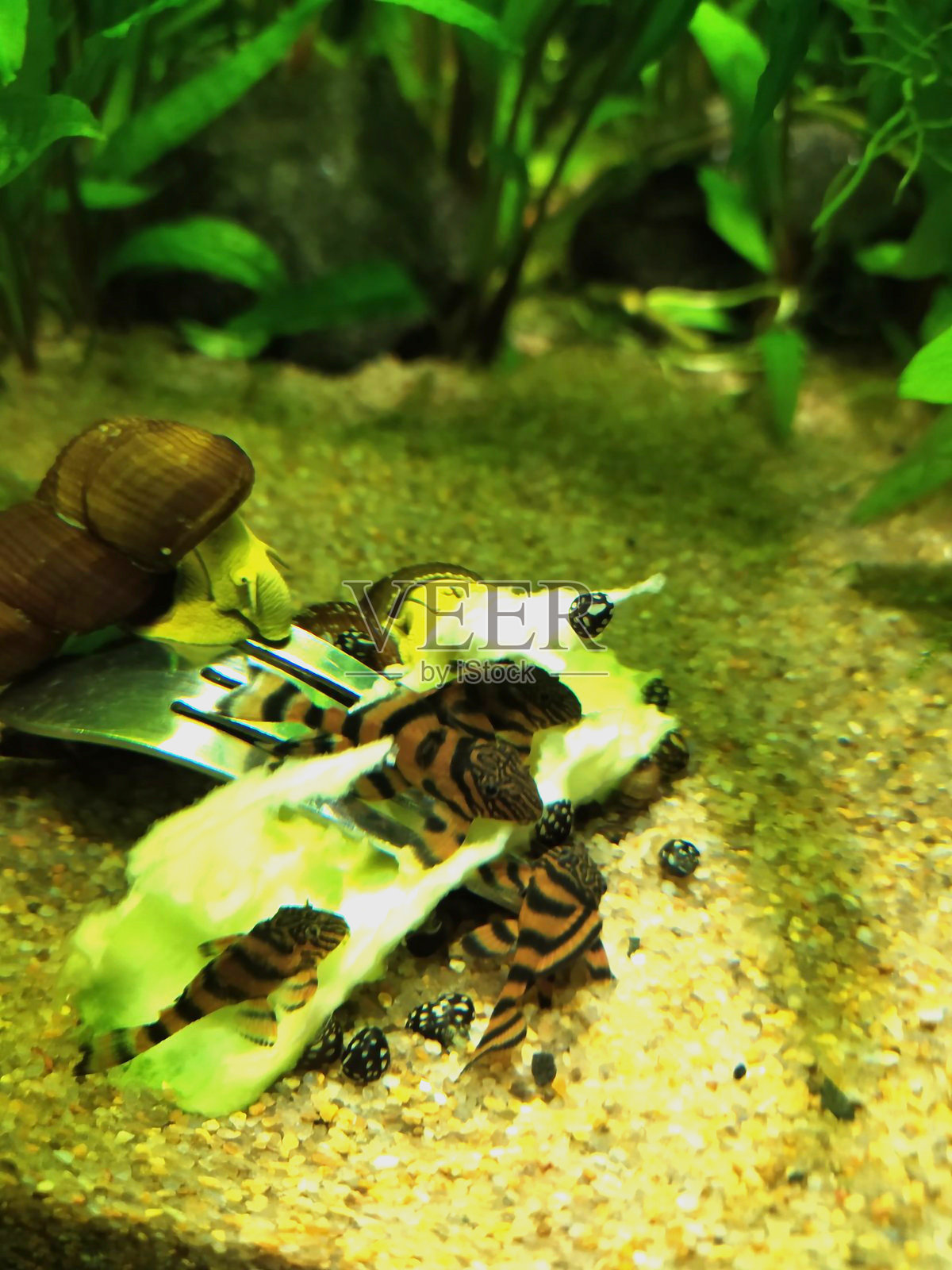 水族馆里的鱼,鲜艳的鲶鱼。照片摄影图片