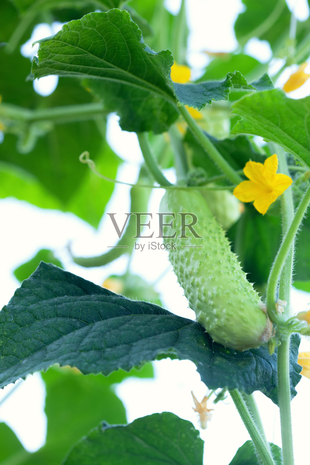 花园里一株开花的幼苗。黄瓜的种植与收获。照片摄影图片