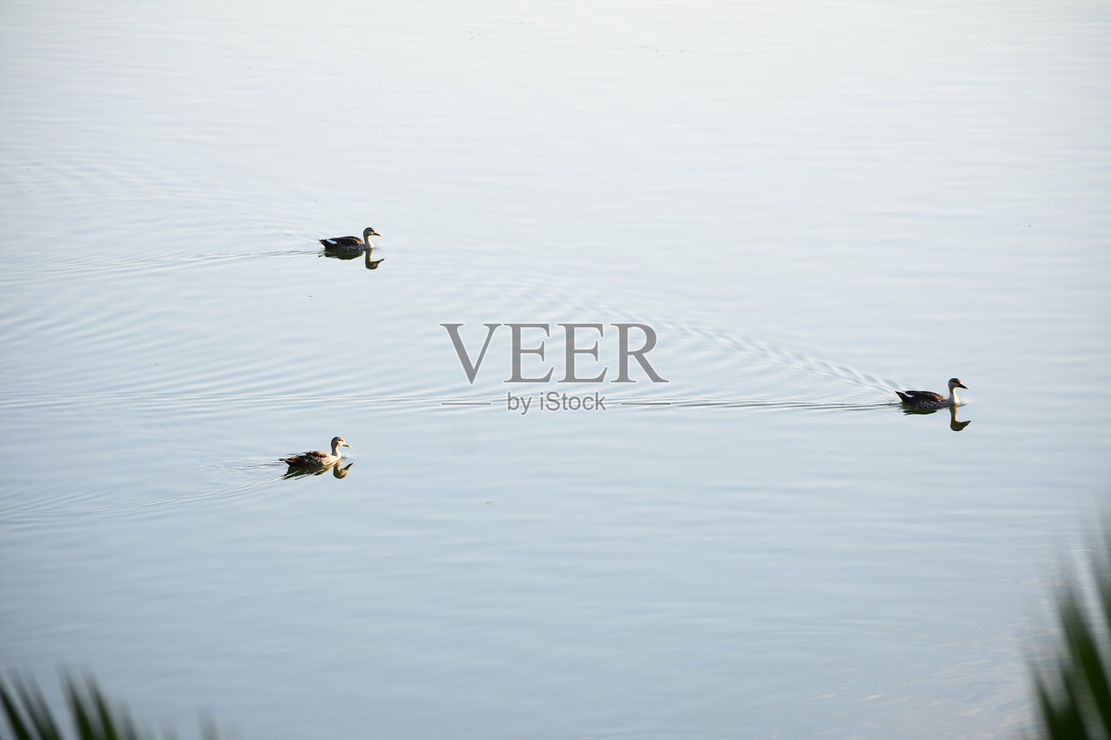 印度斑嘴鸭是一种大型潜水鸭,属于非迁徙繁殖鸭,广泛分布于印度次大陆的淡水湿地。照片摄影图片