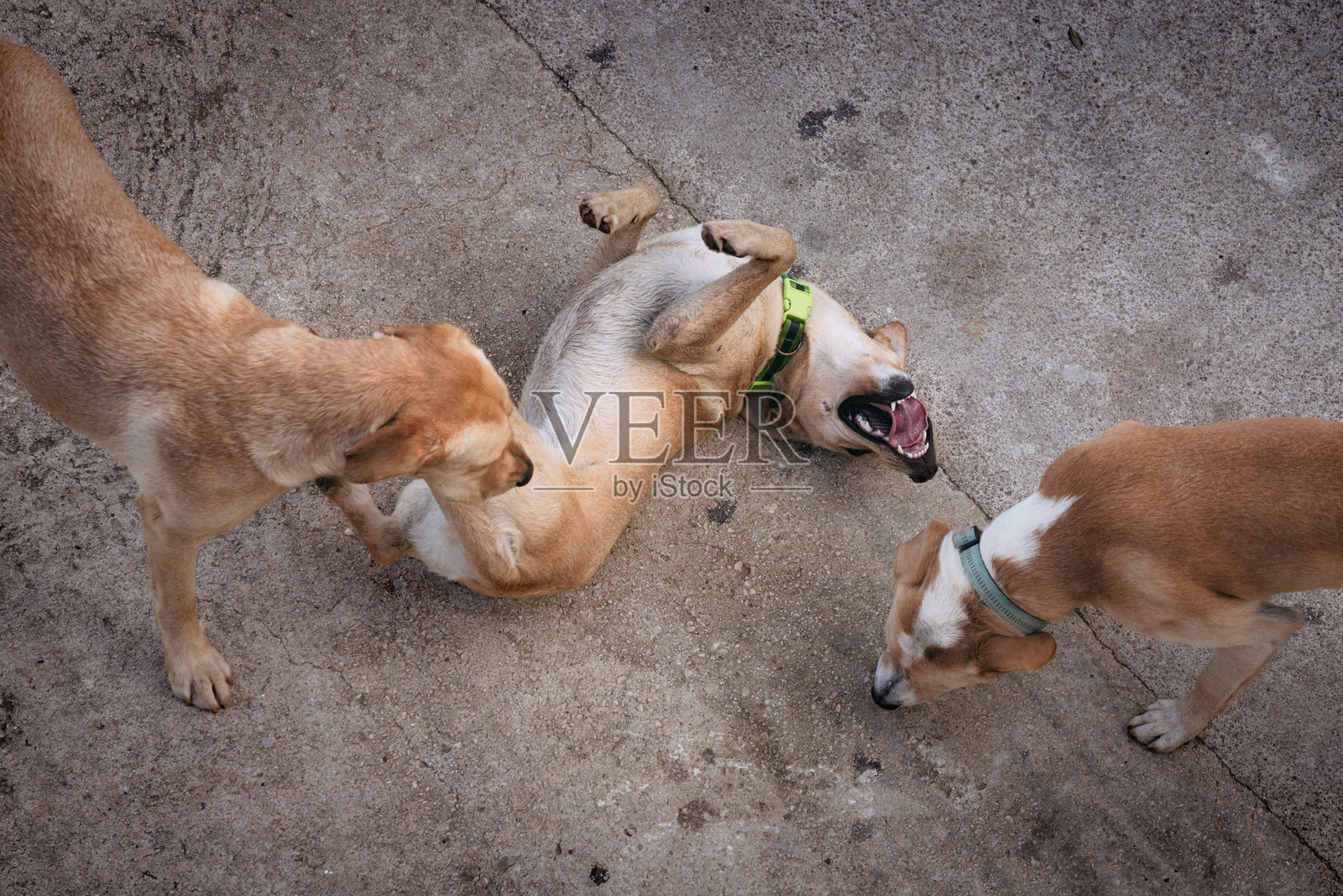三只狗在混凝土表面上享受玩耍时光,表现出顽皮的行为照片摄影图片